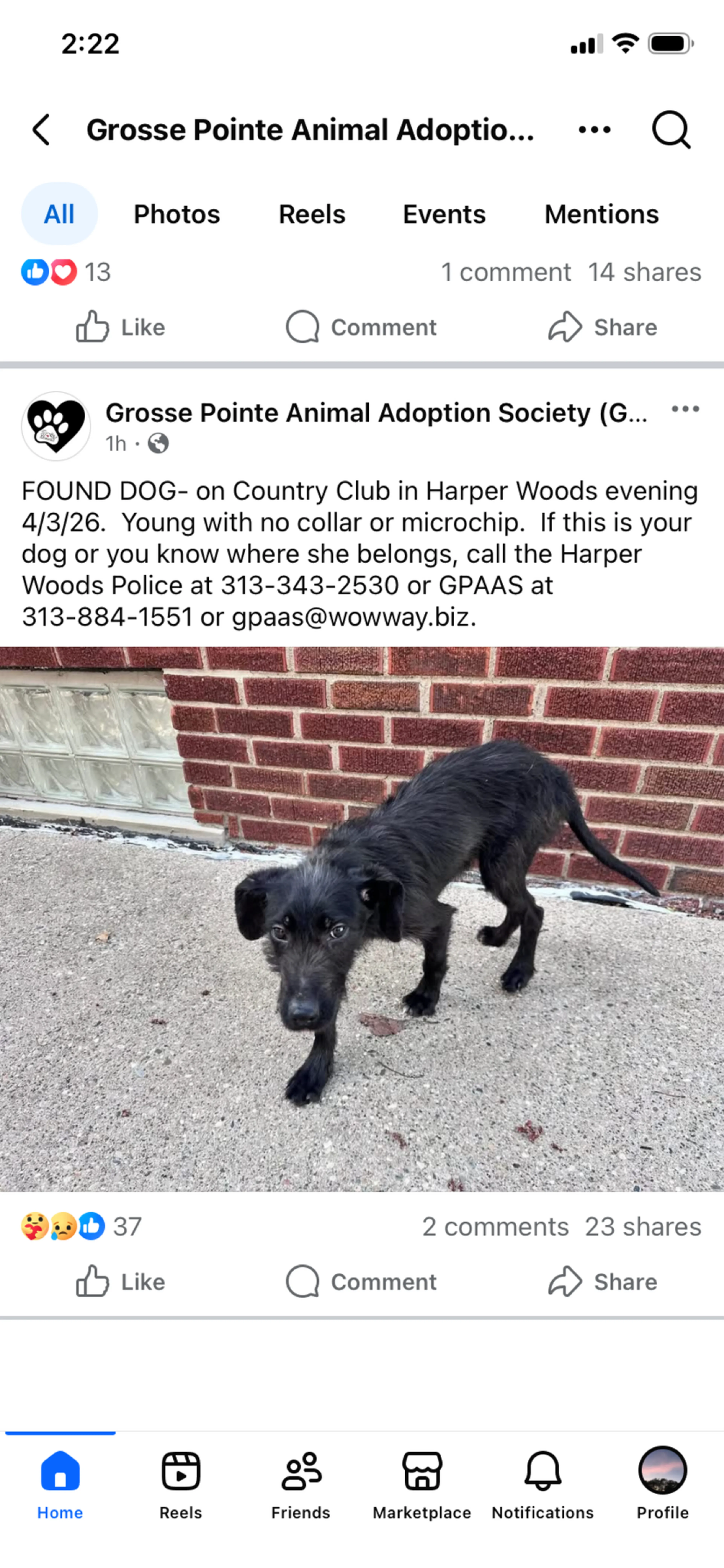 Found pet
