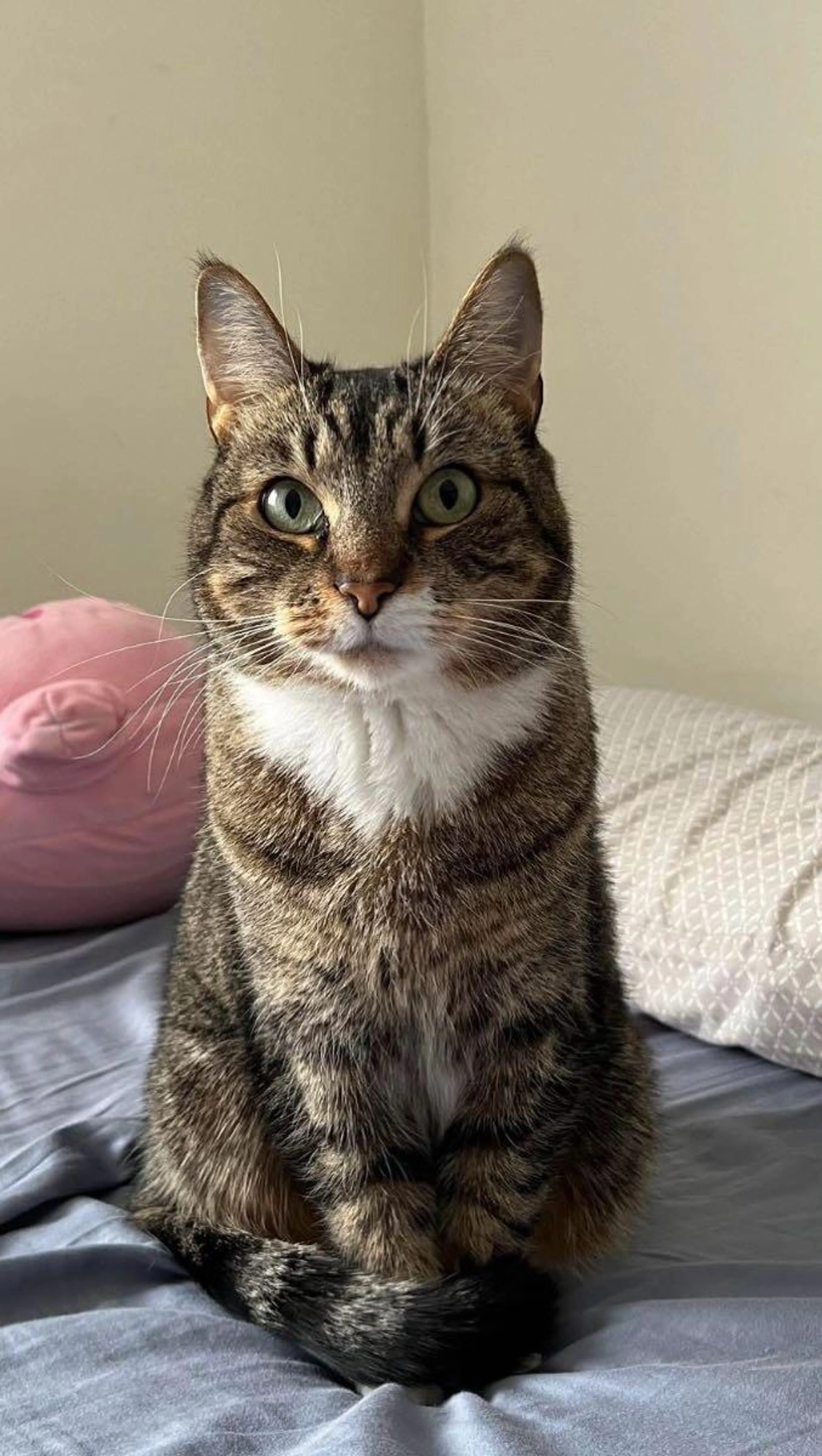Lost pet