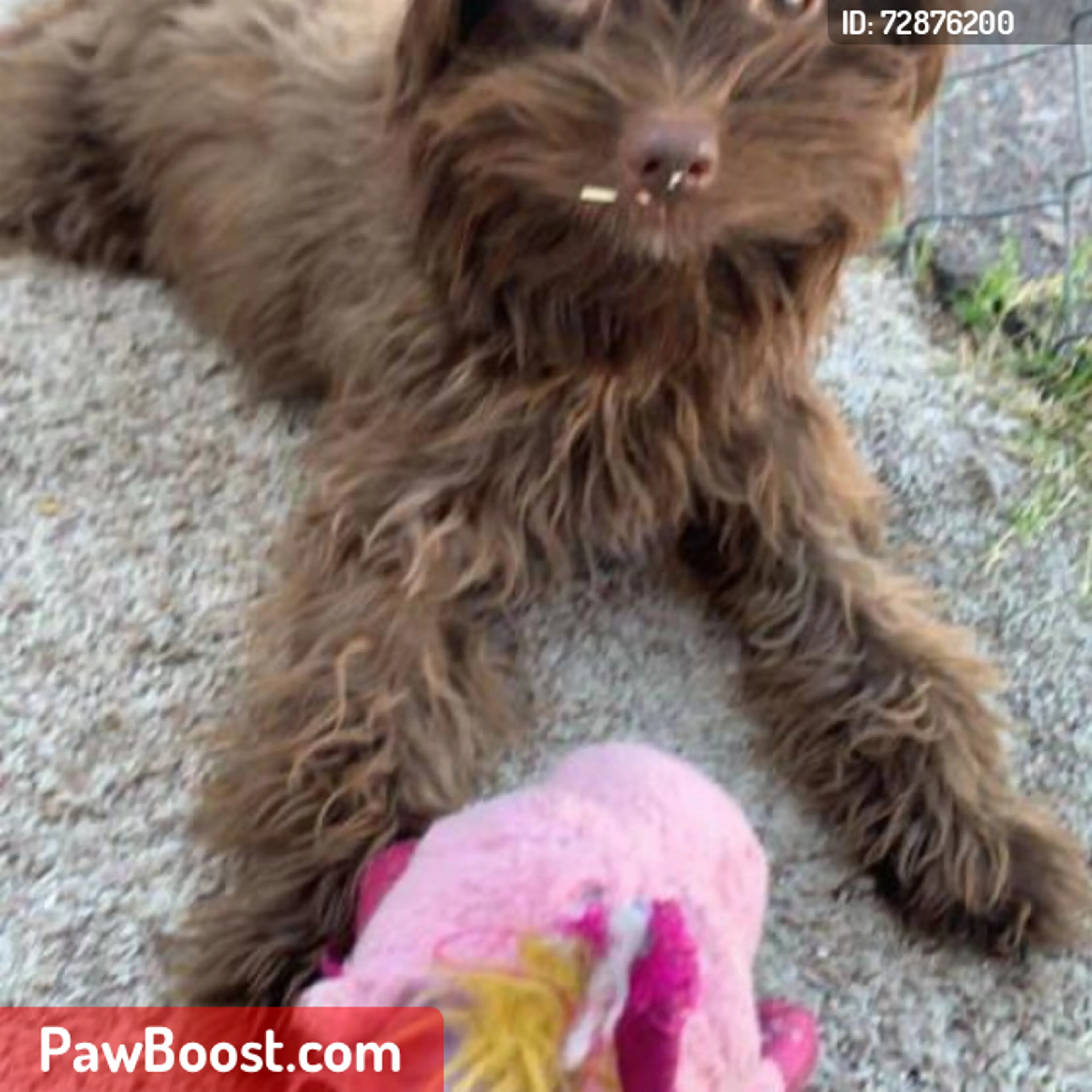 Lost pet