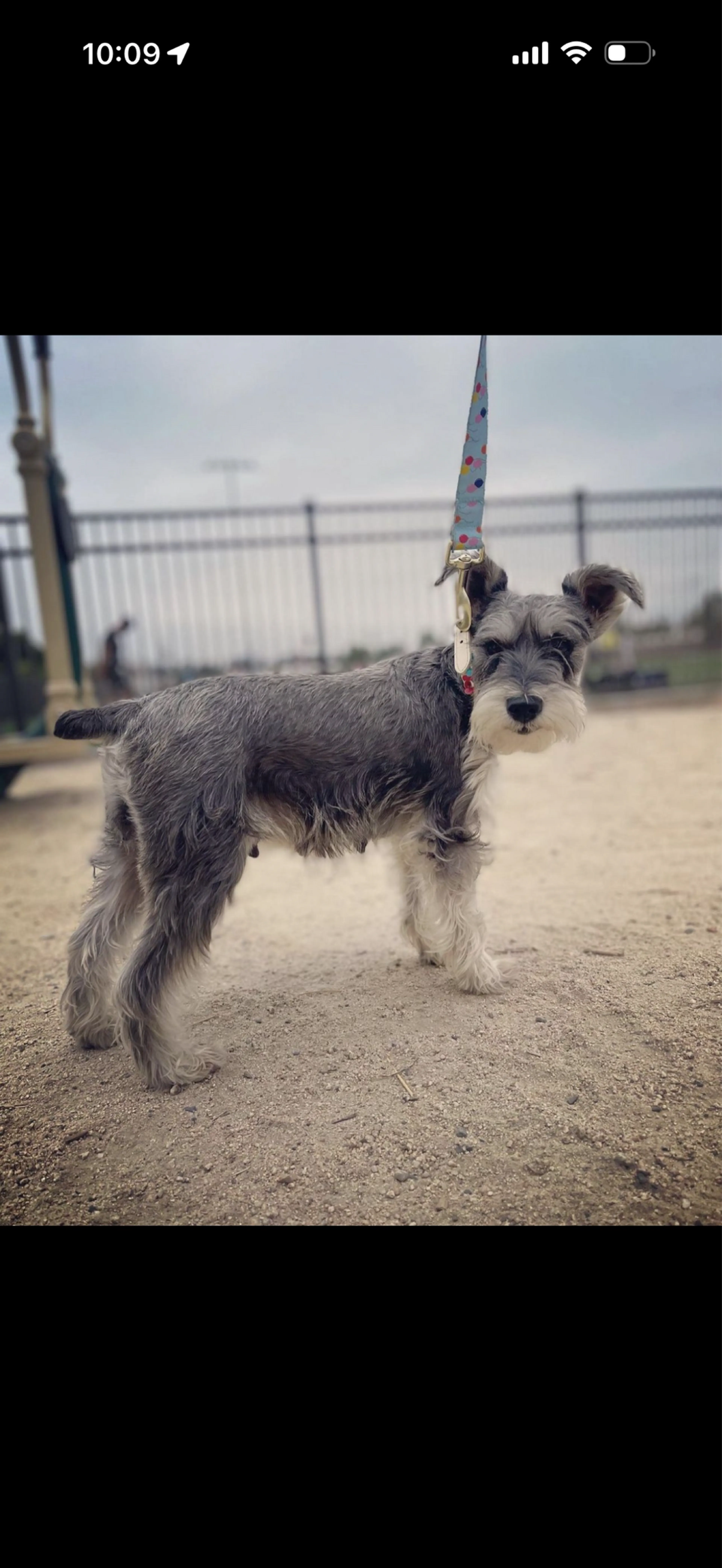 Lost pet