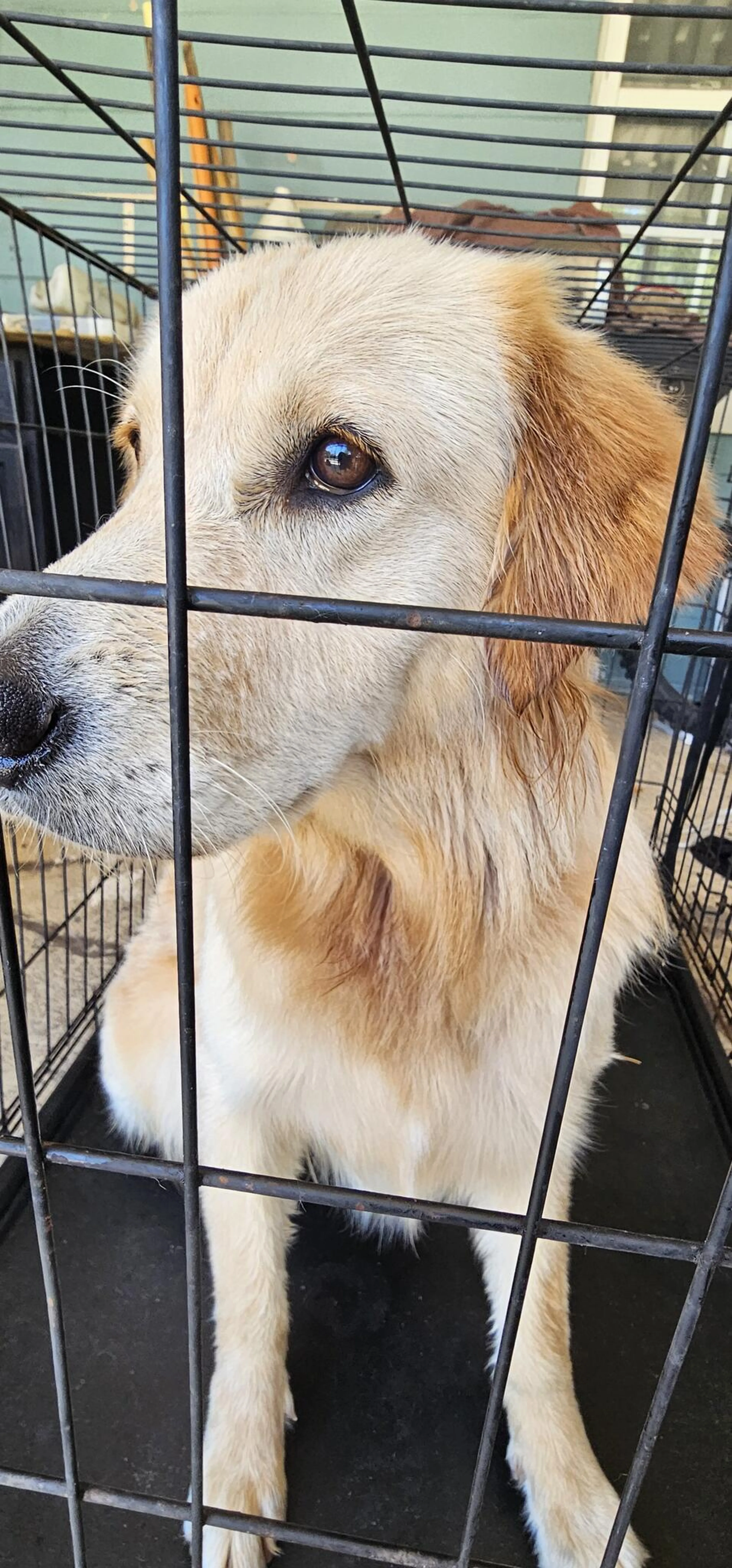 Found pet