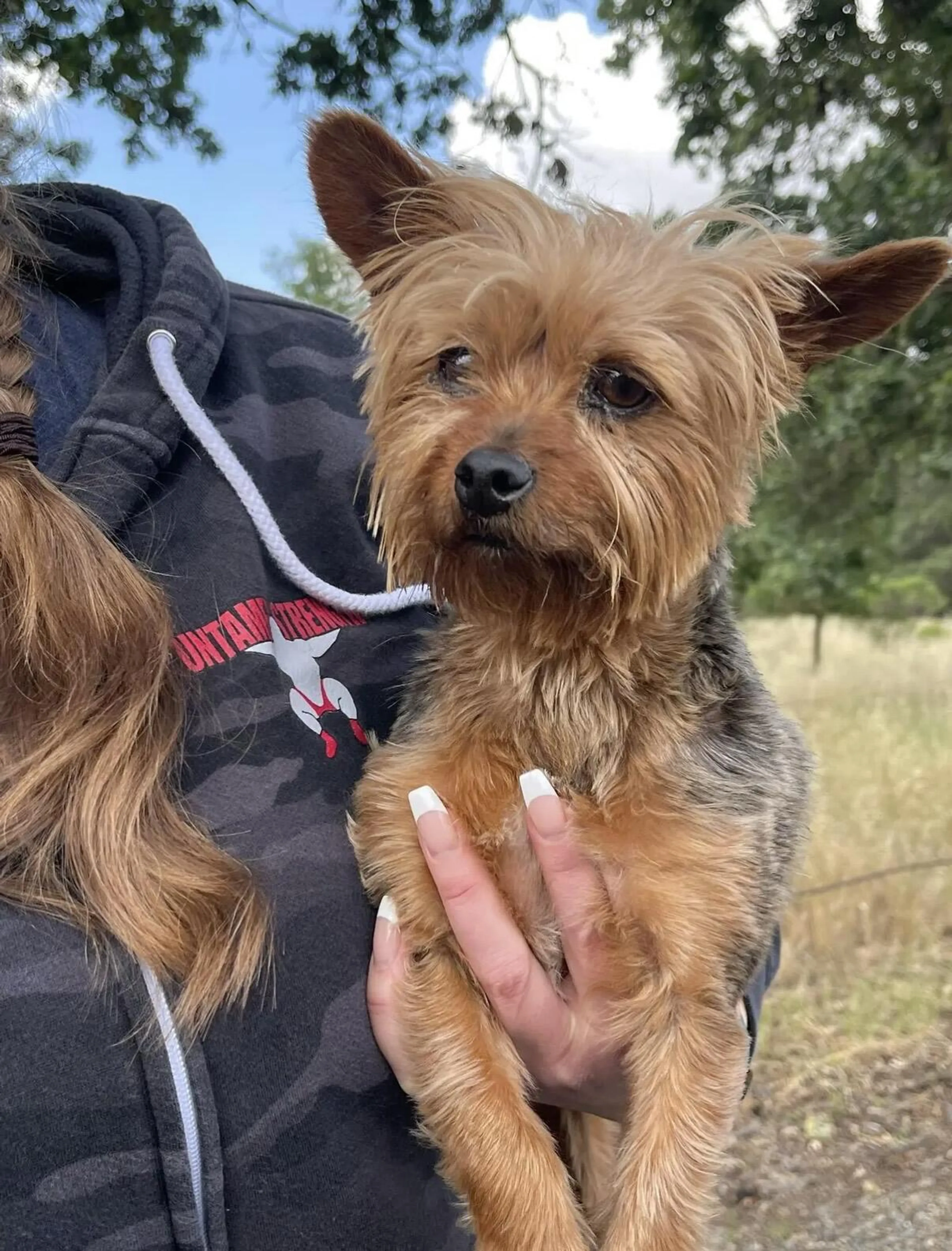 Found pet