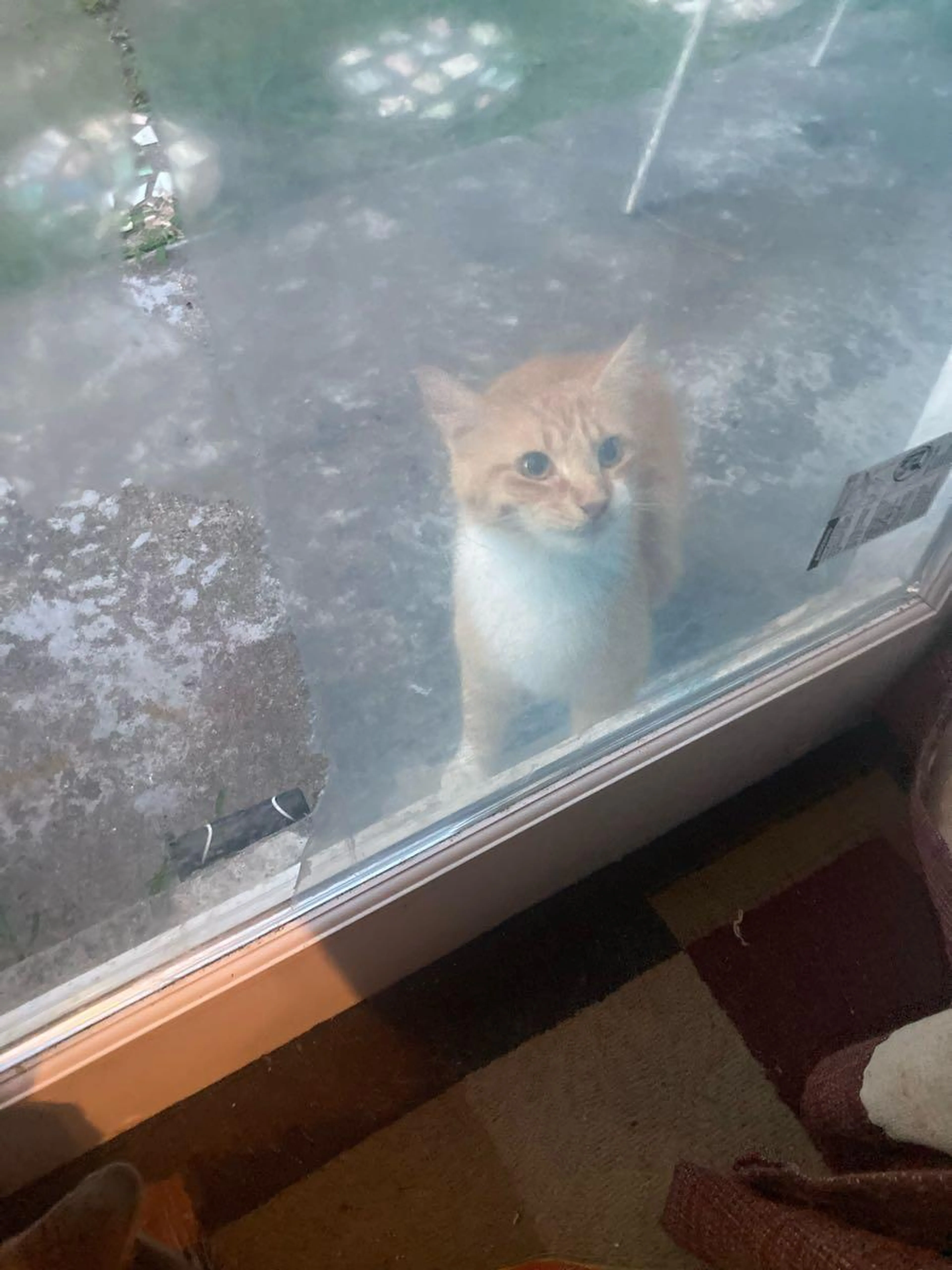 Found pet