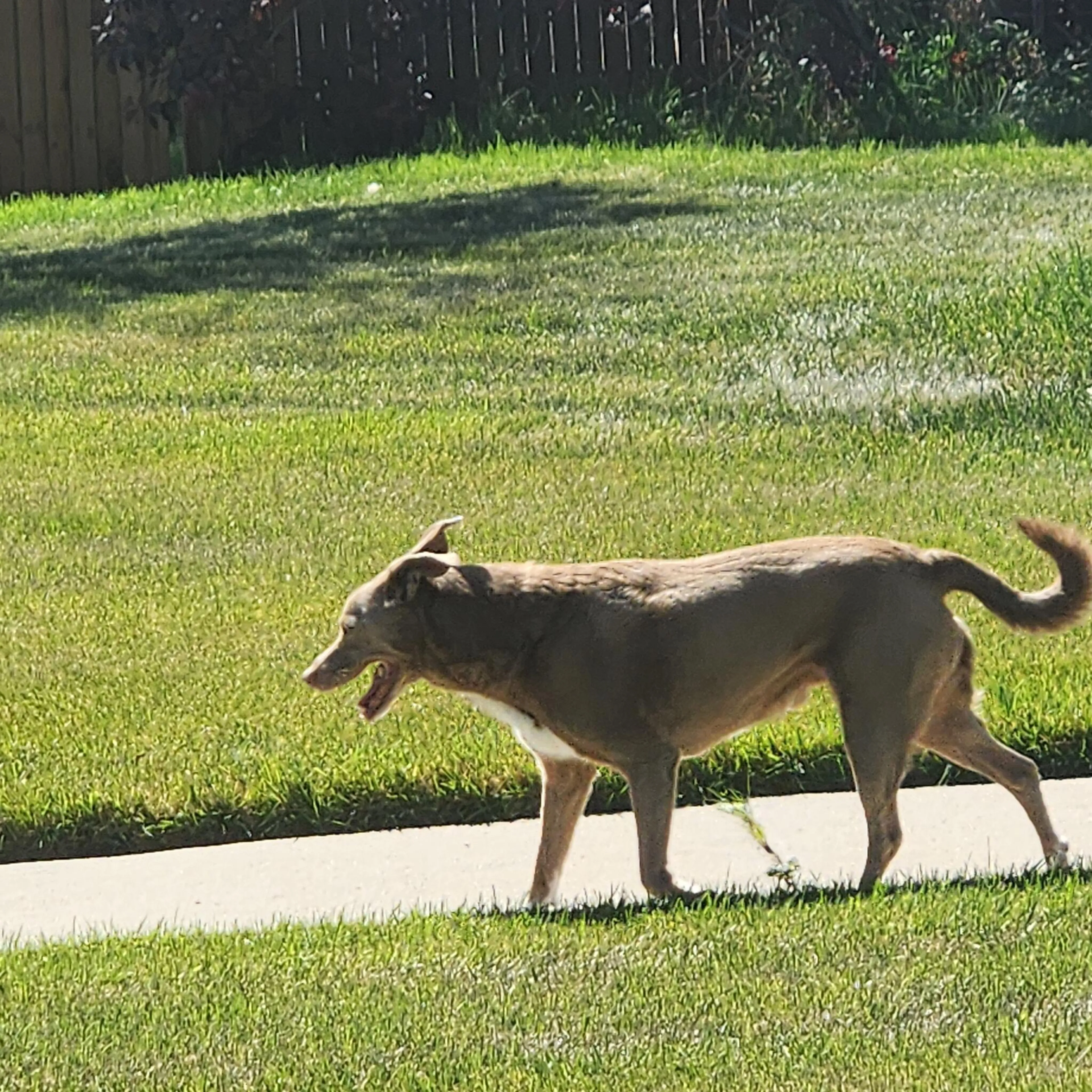 Found pet