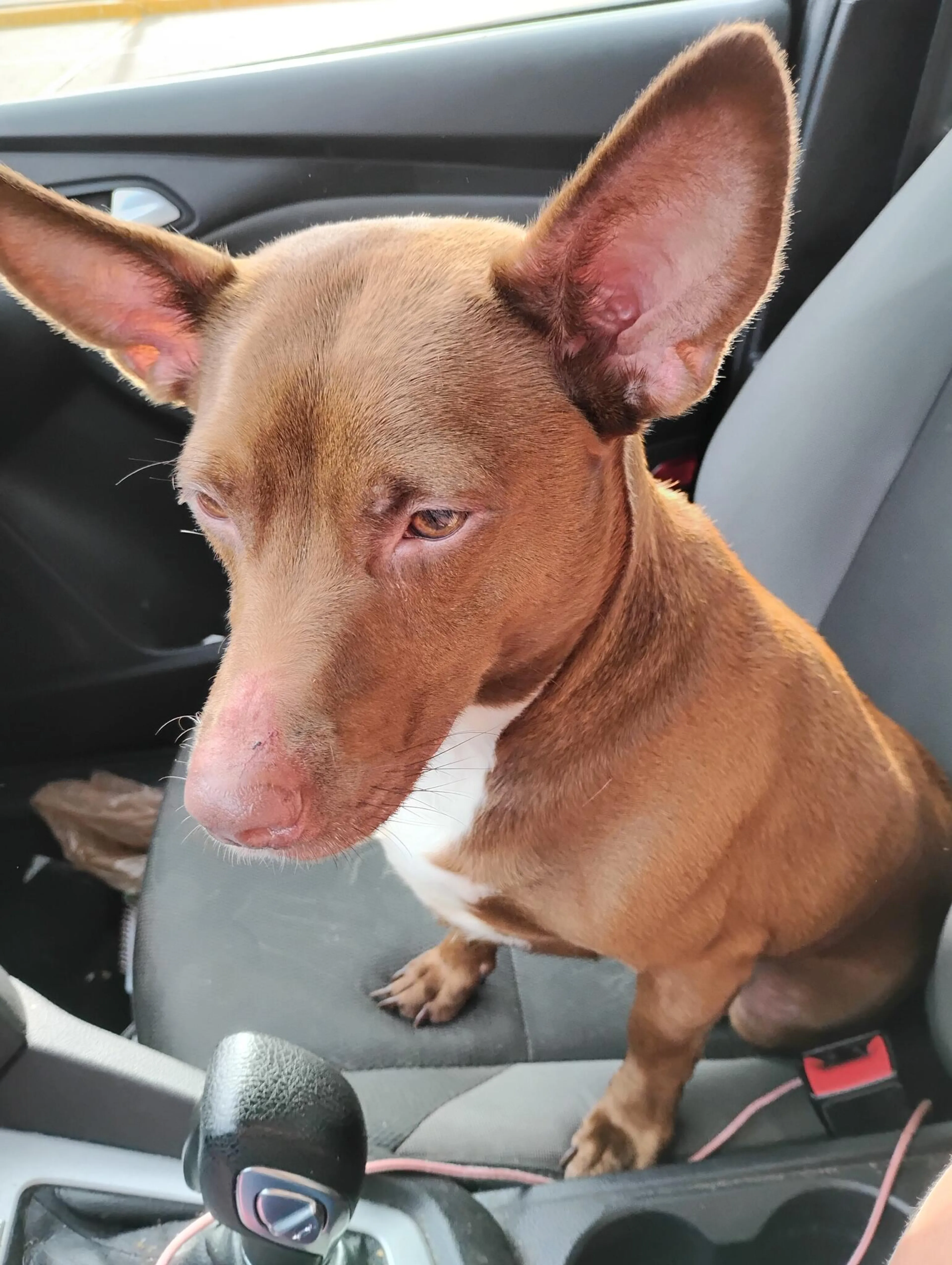 Found pet