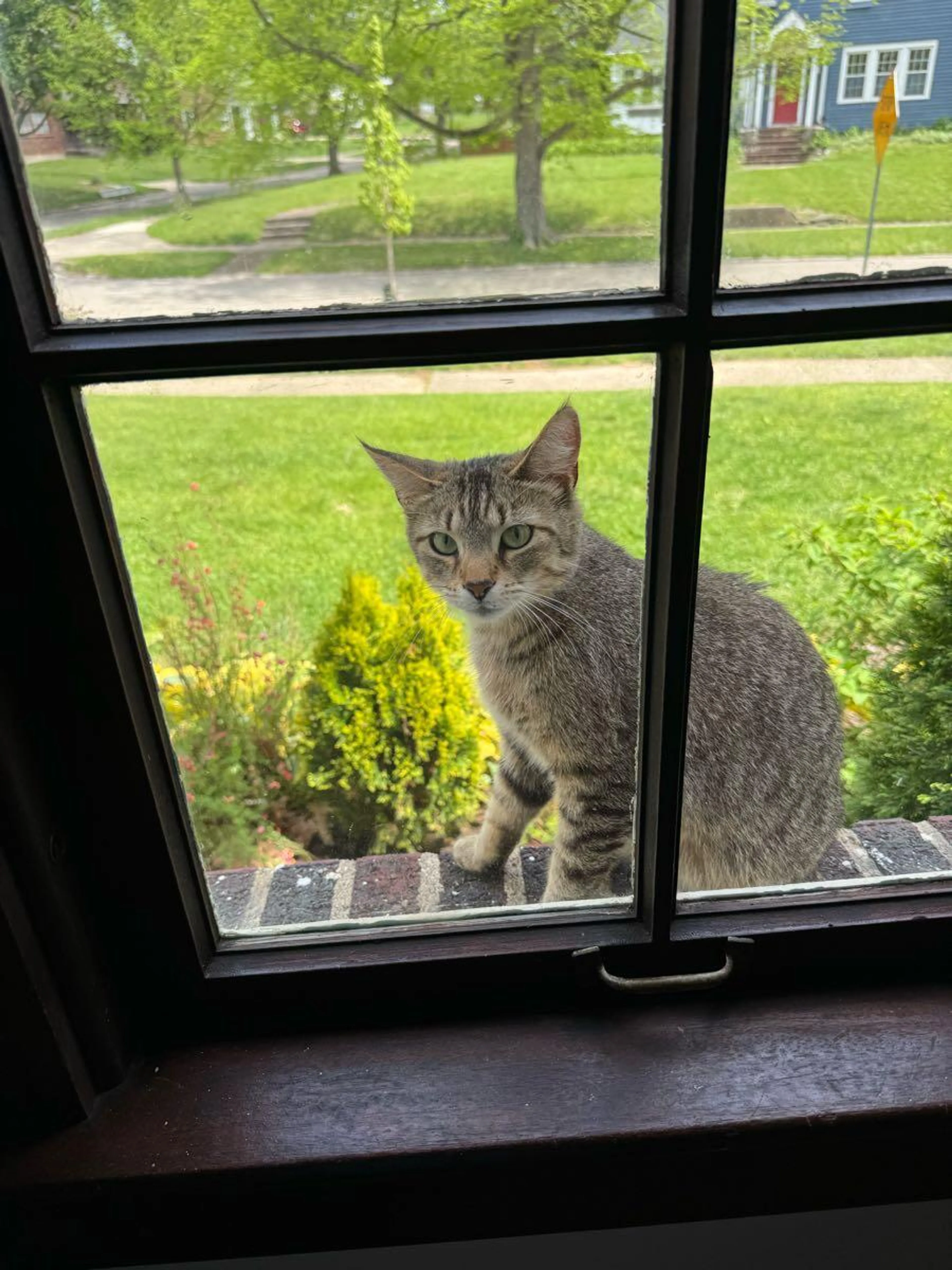 Lost pet