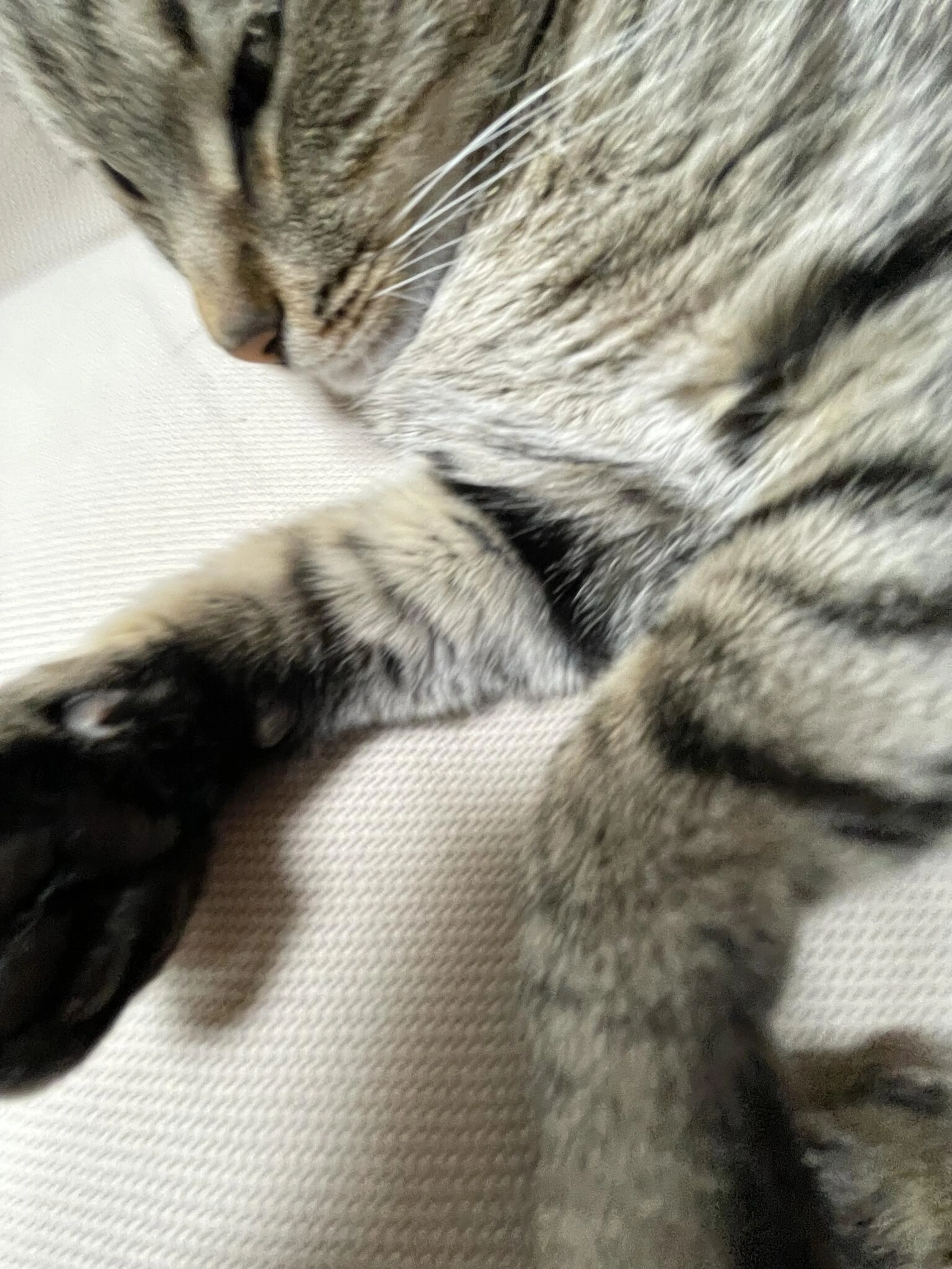 Lost pet