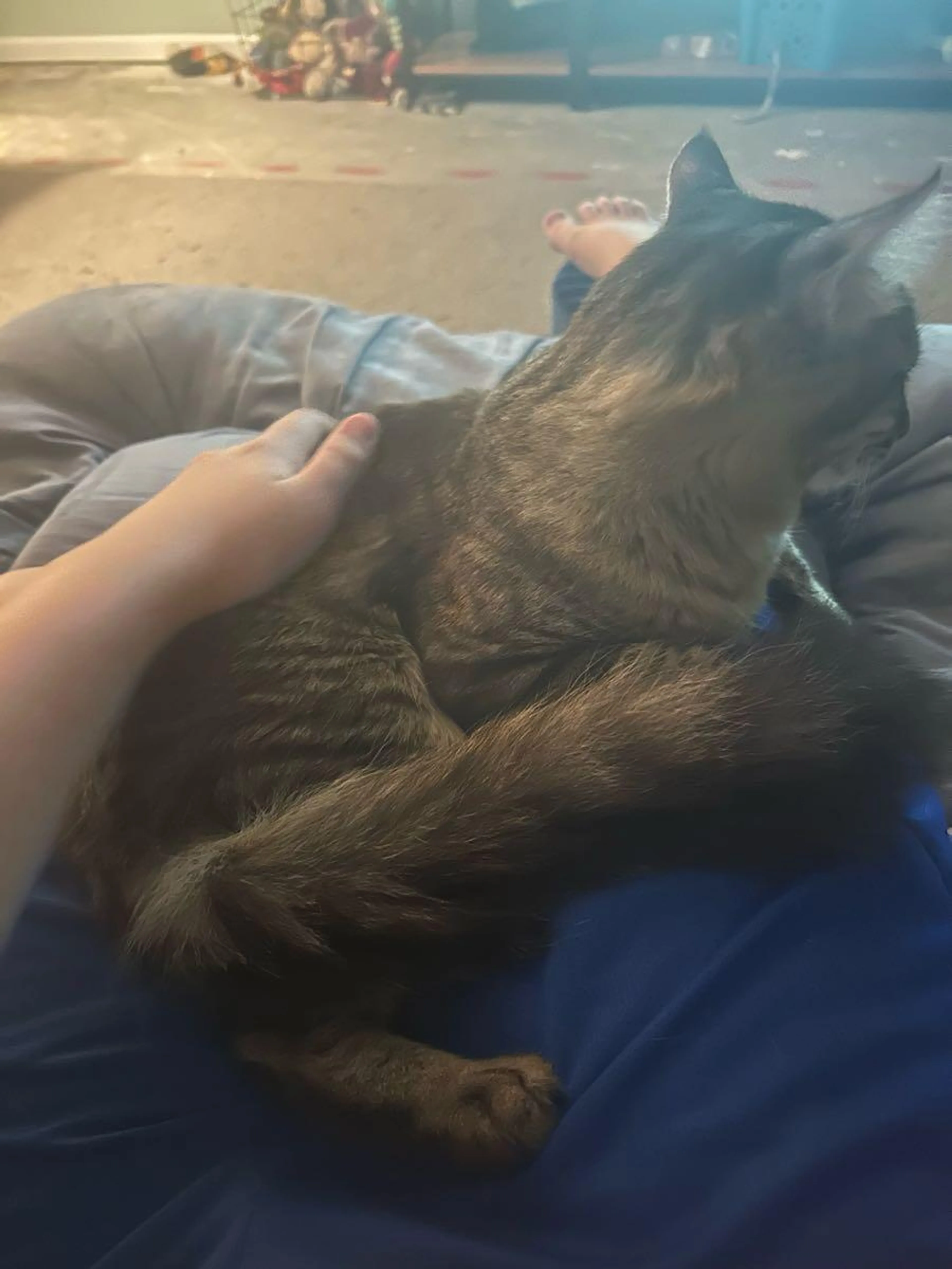 Lost pet