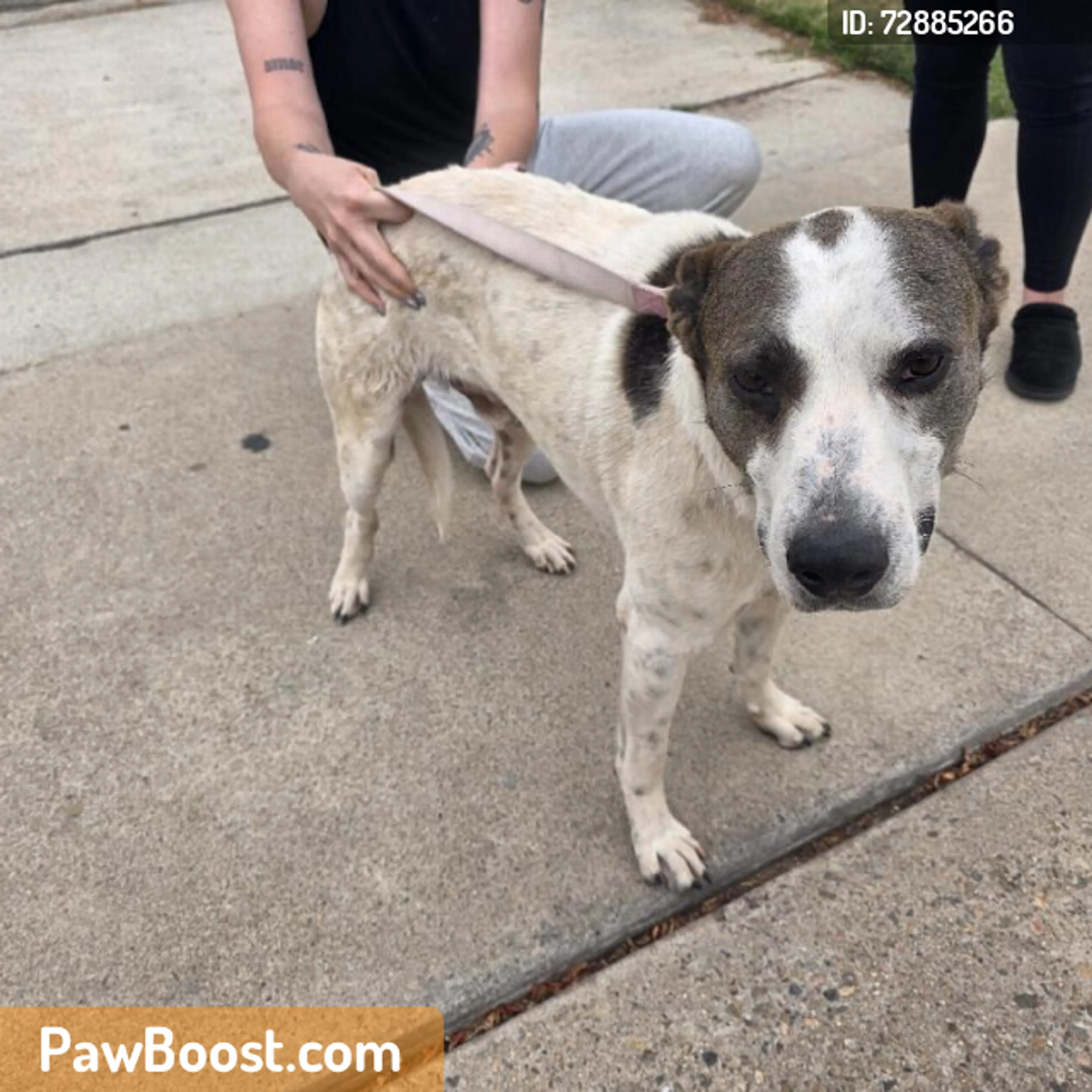 Found pet