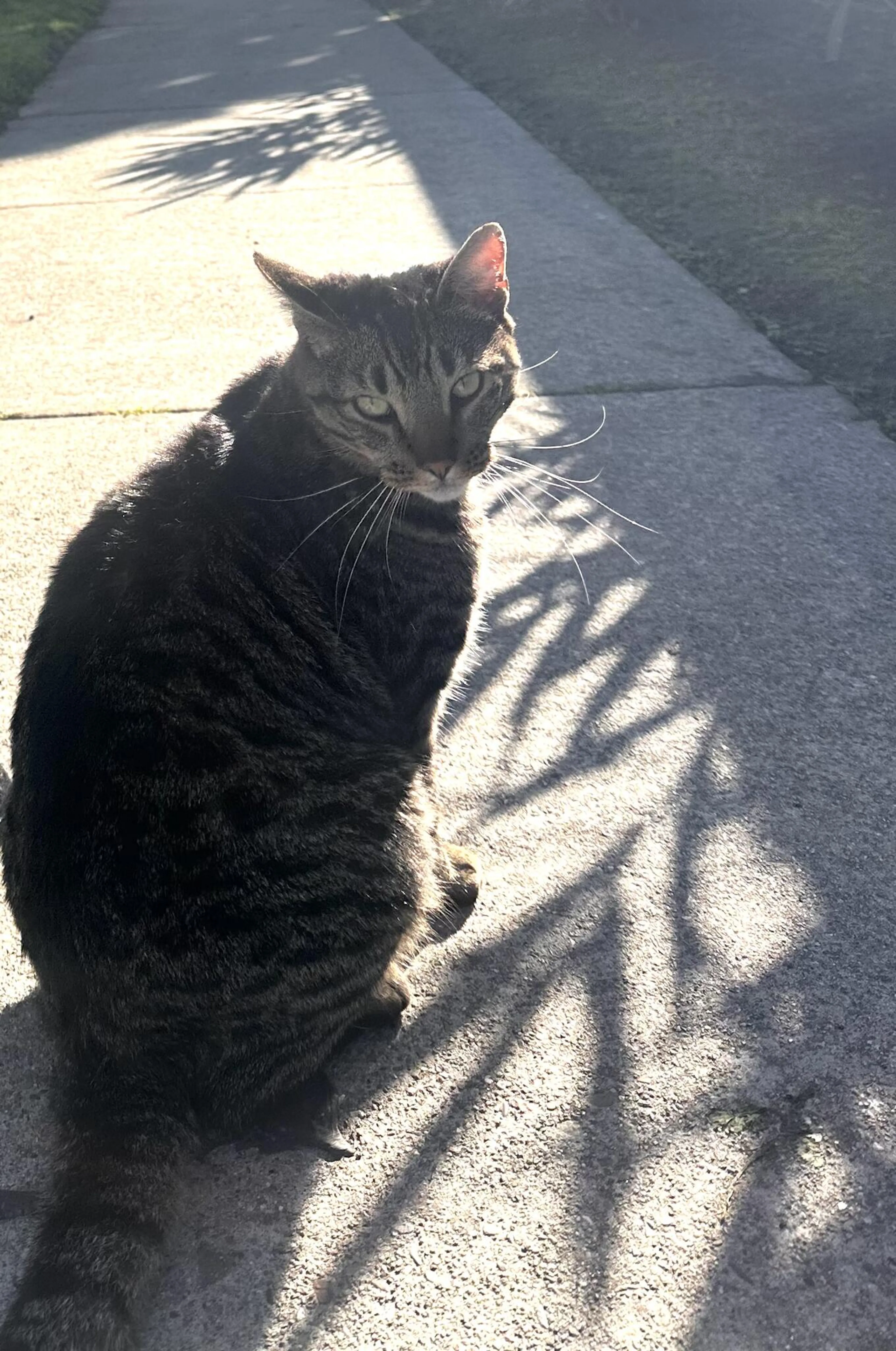 Found pet
