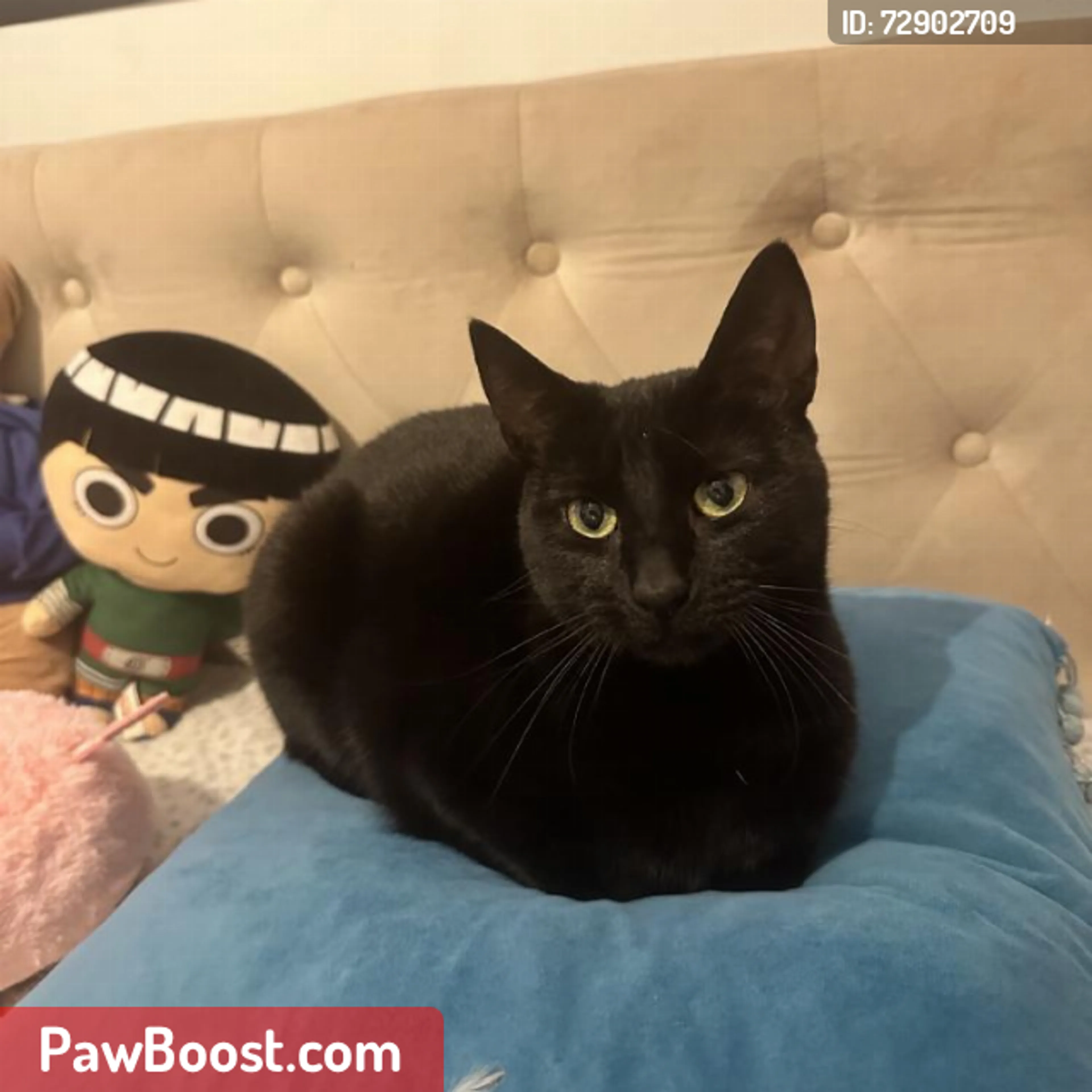Lost pet