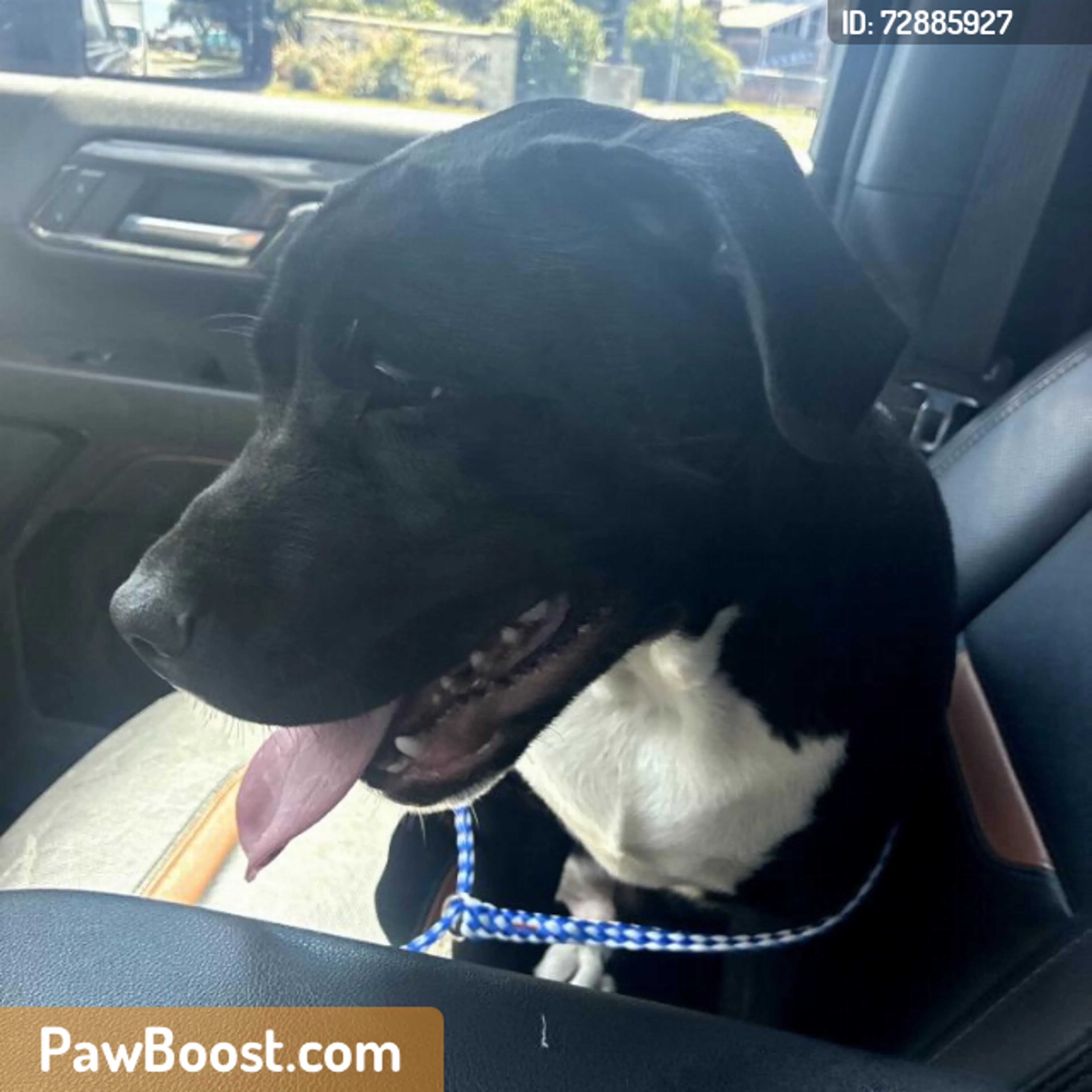 Found pet