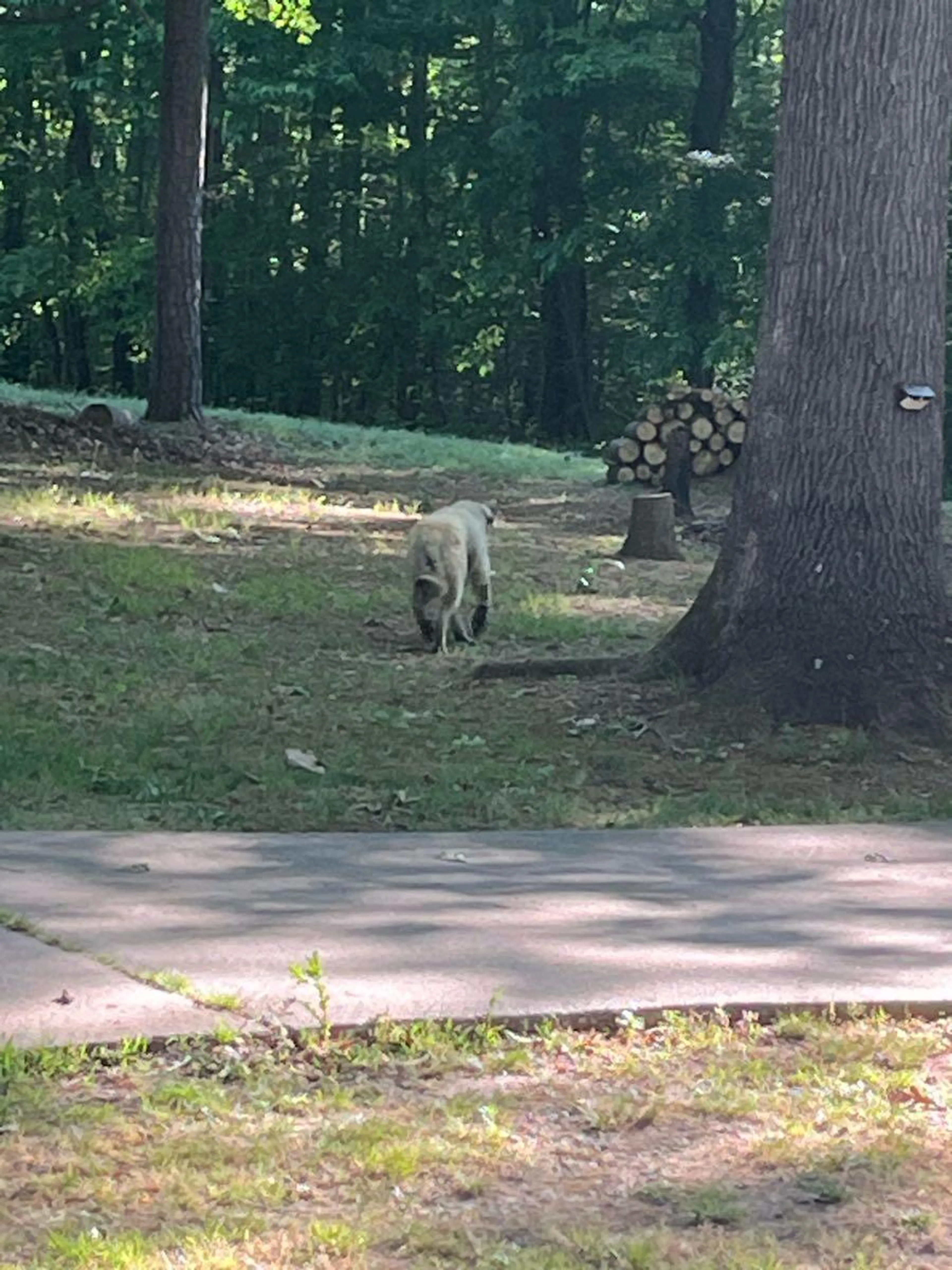 Found pet