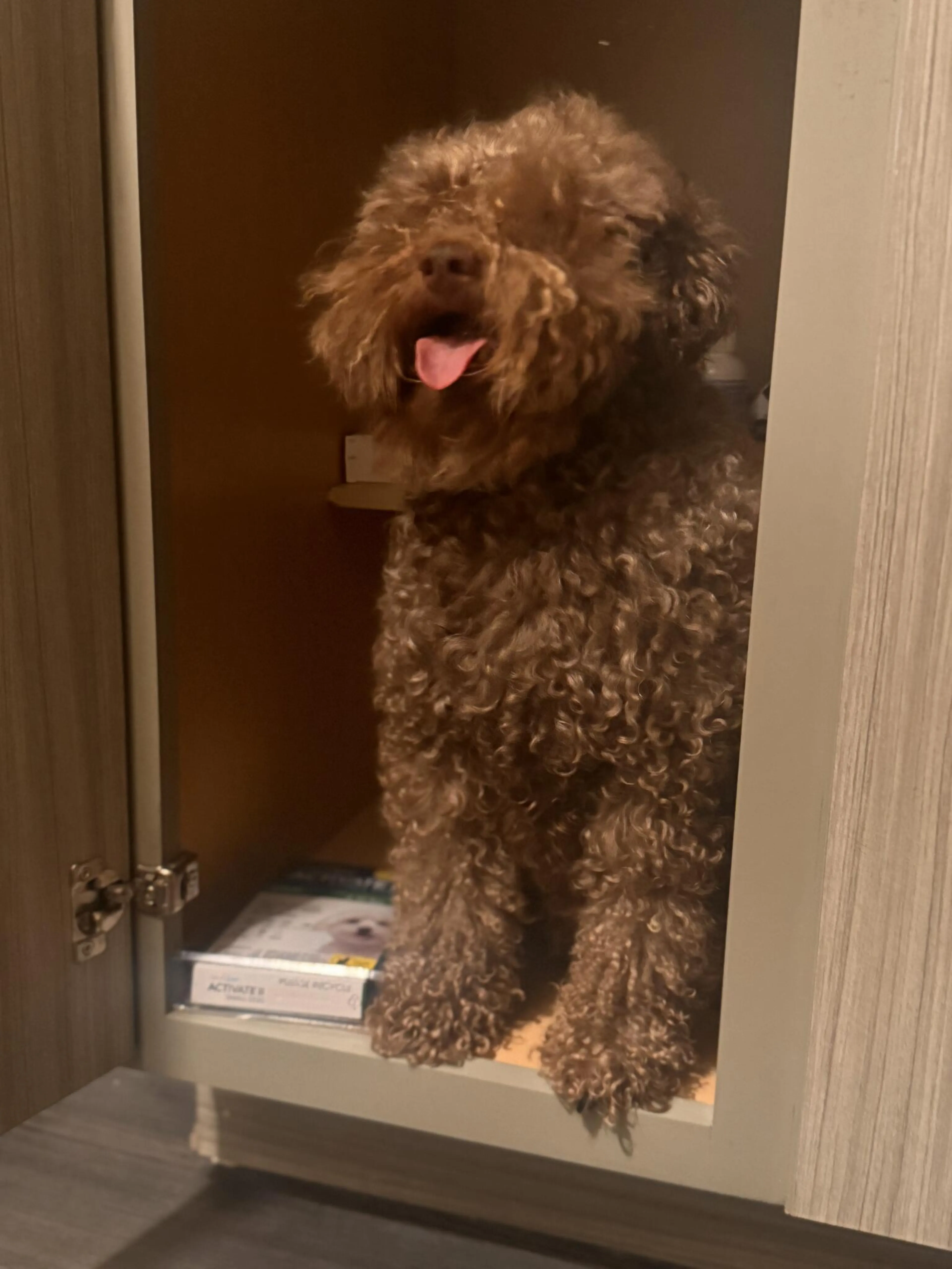 Lost pet