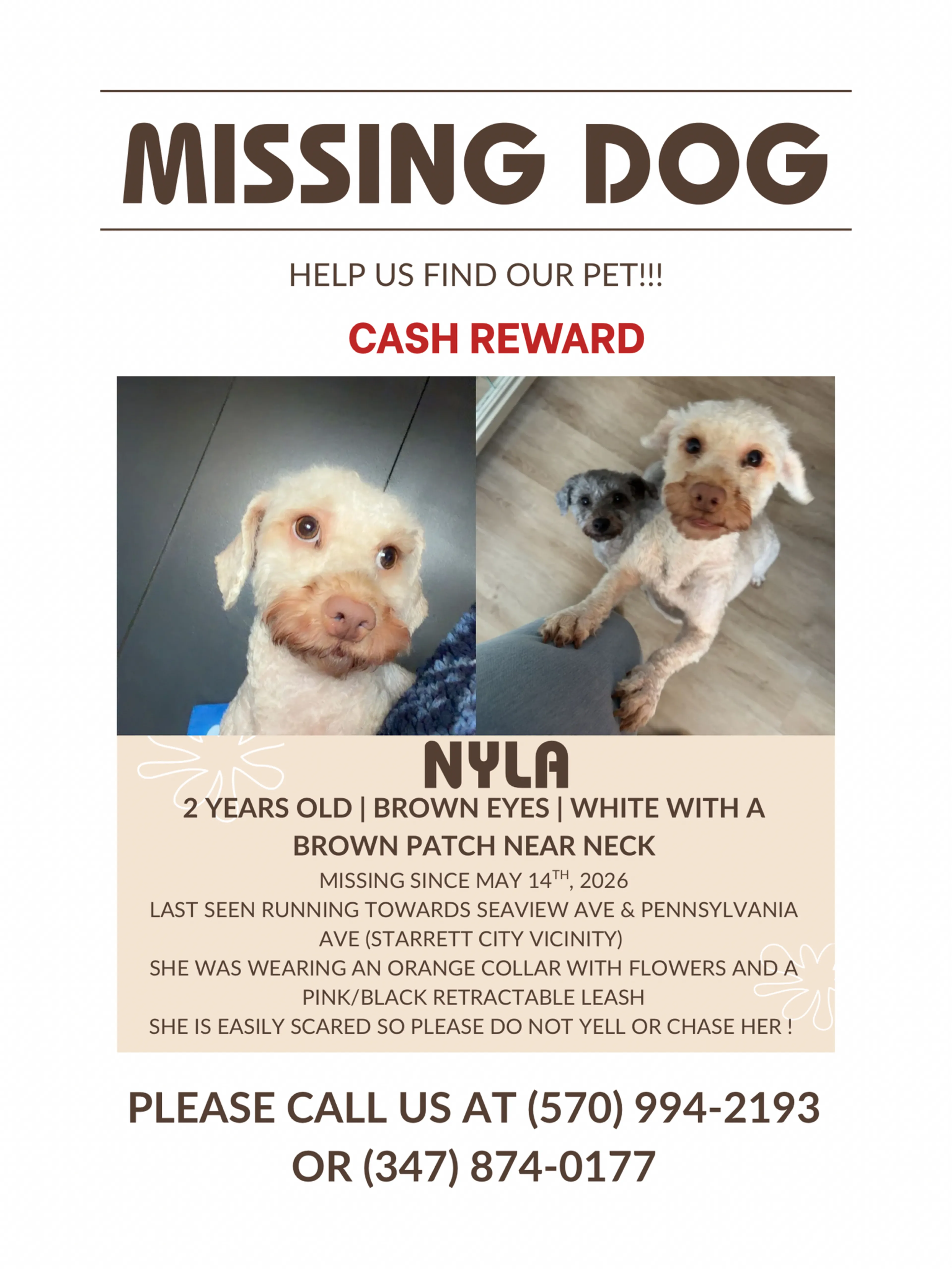 Lost pet