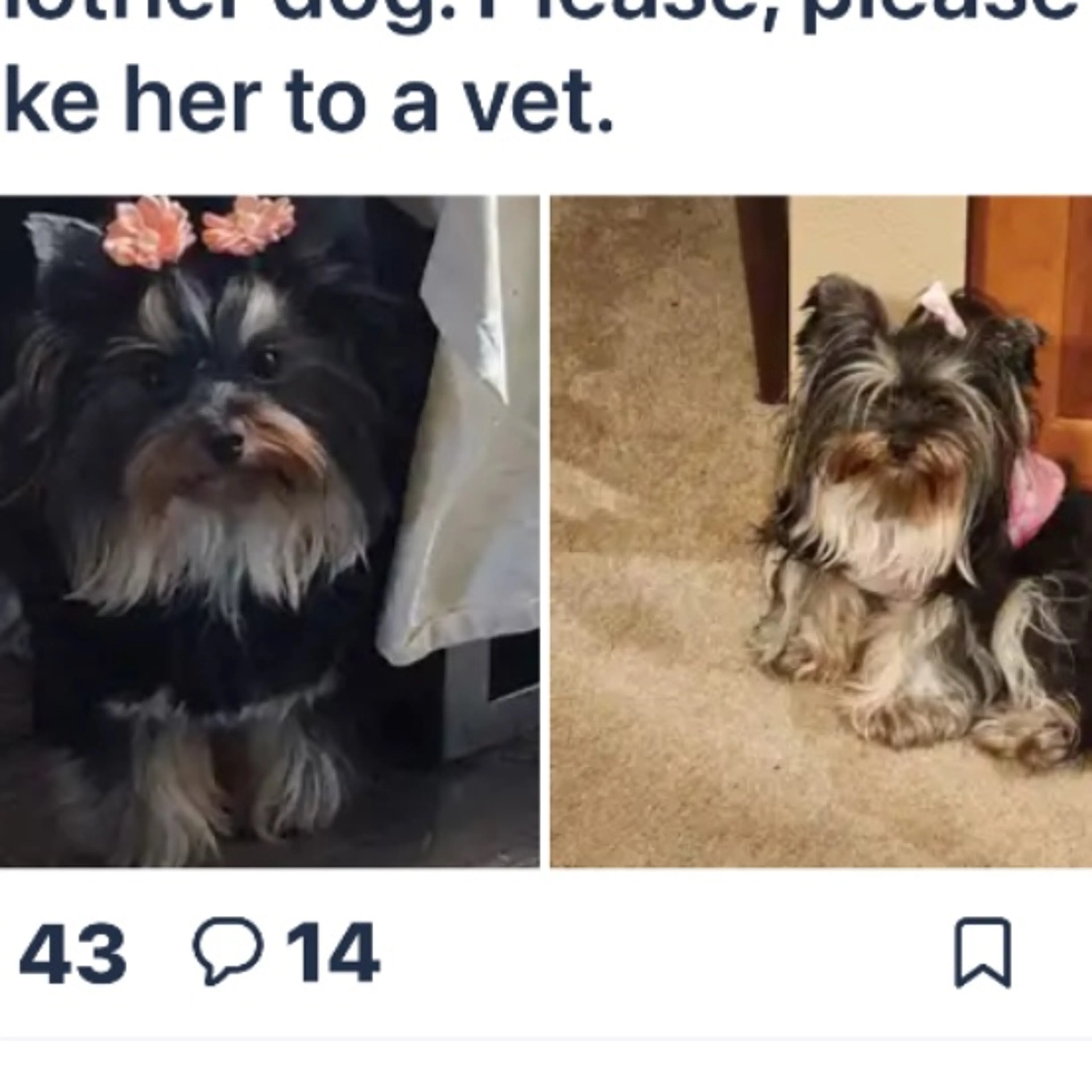 Lost pet