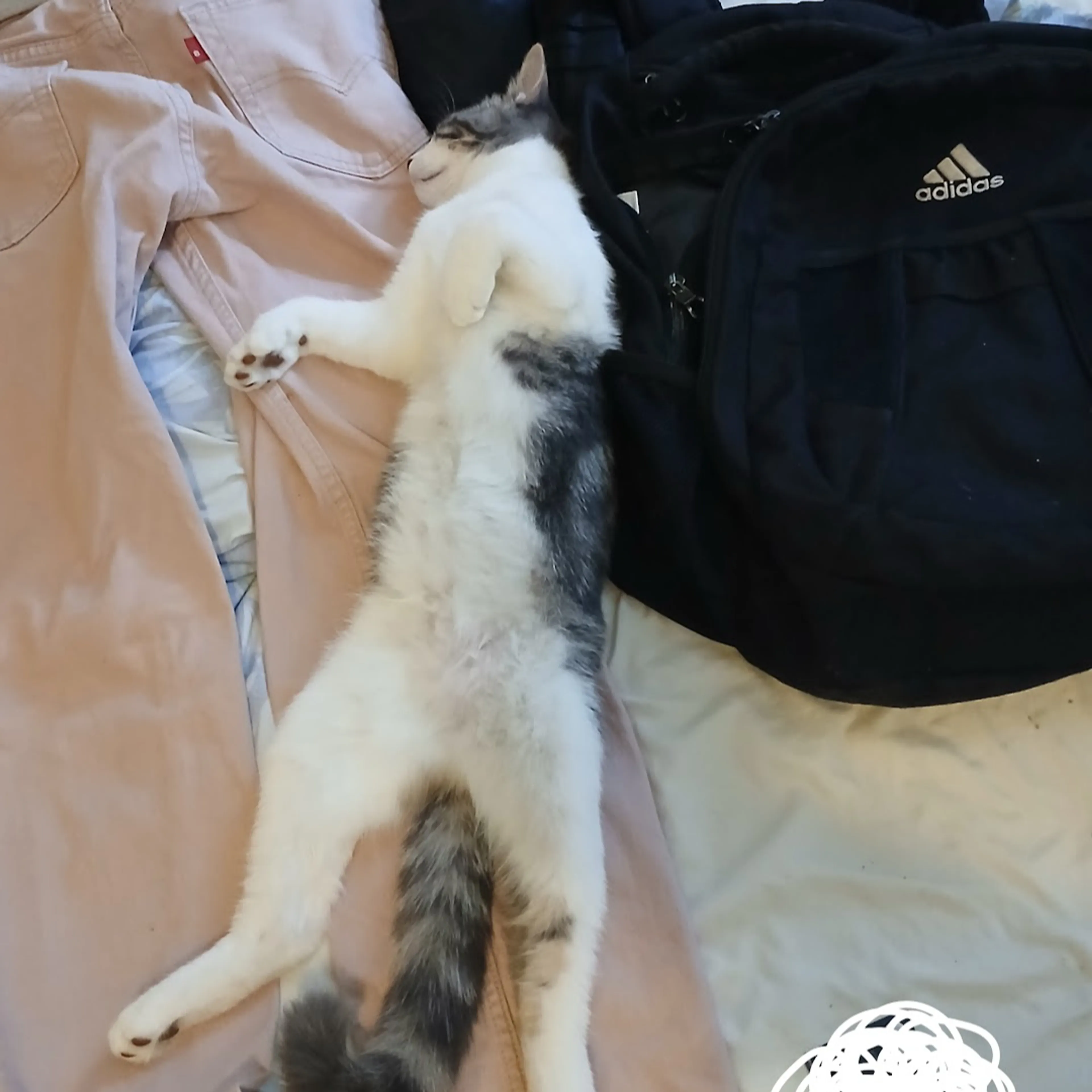 Lost pet-1