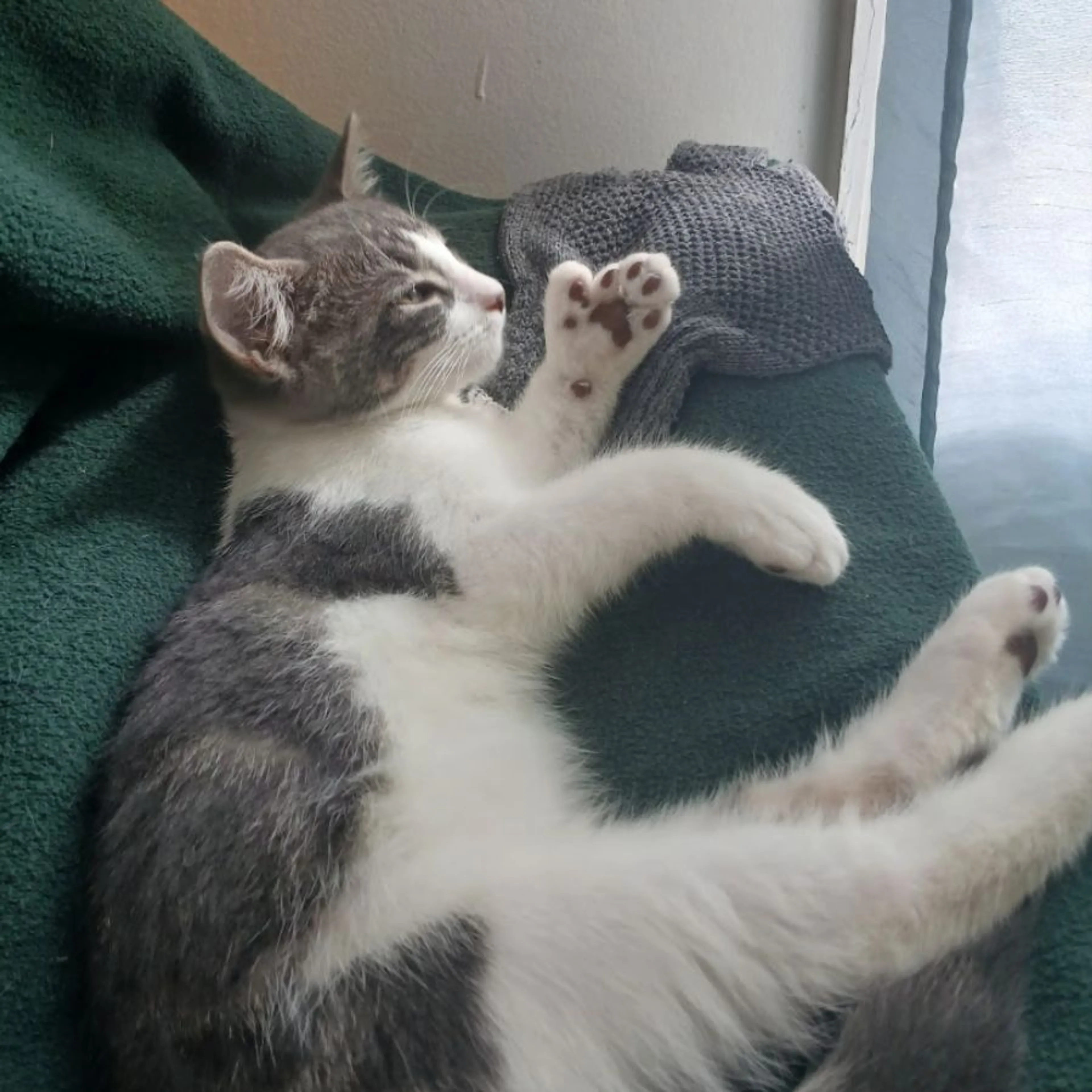 Lost pet-0