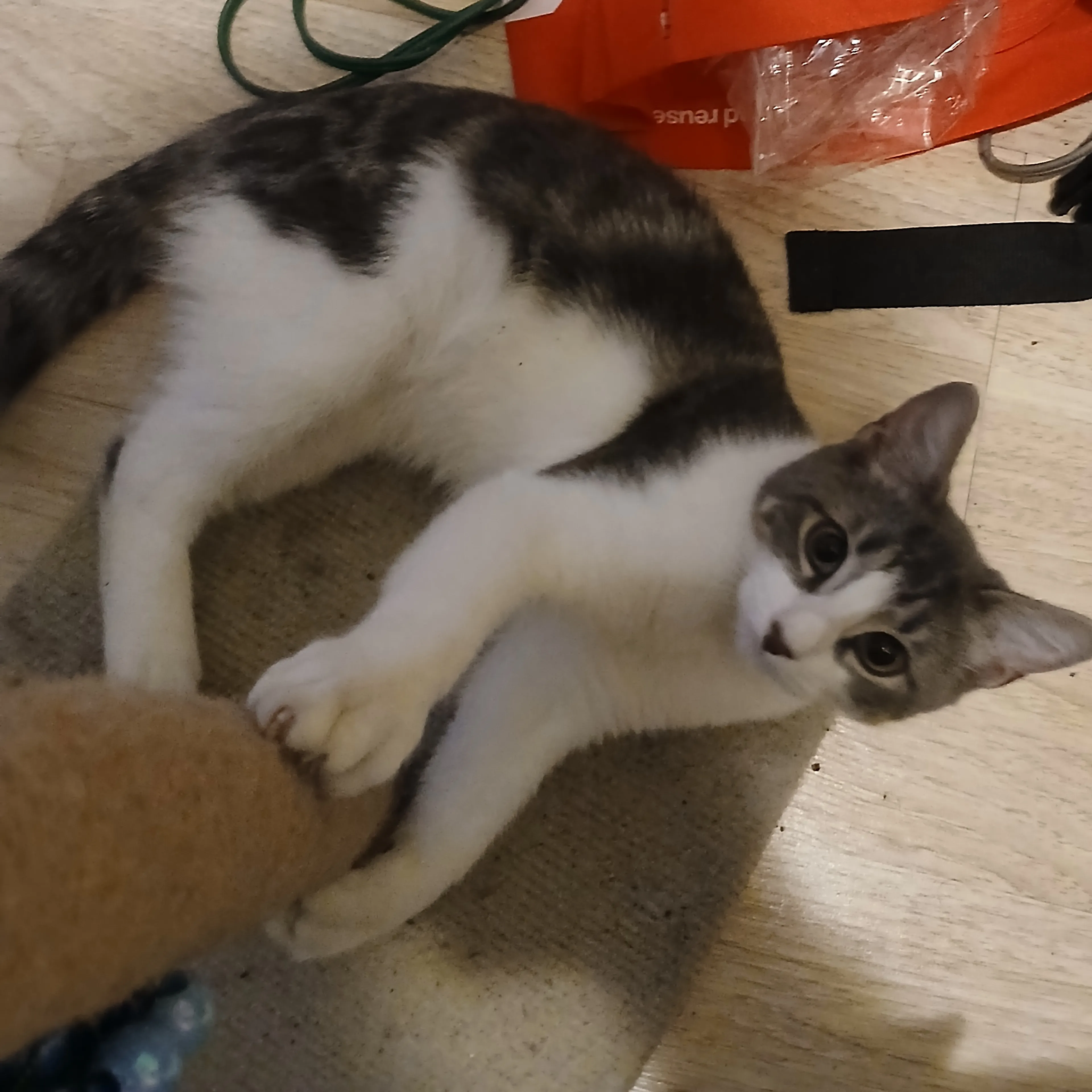 Lost pet-3