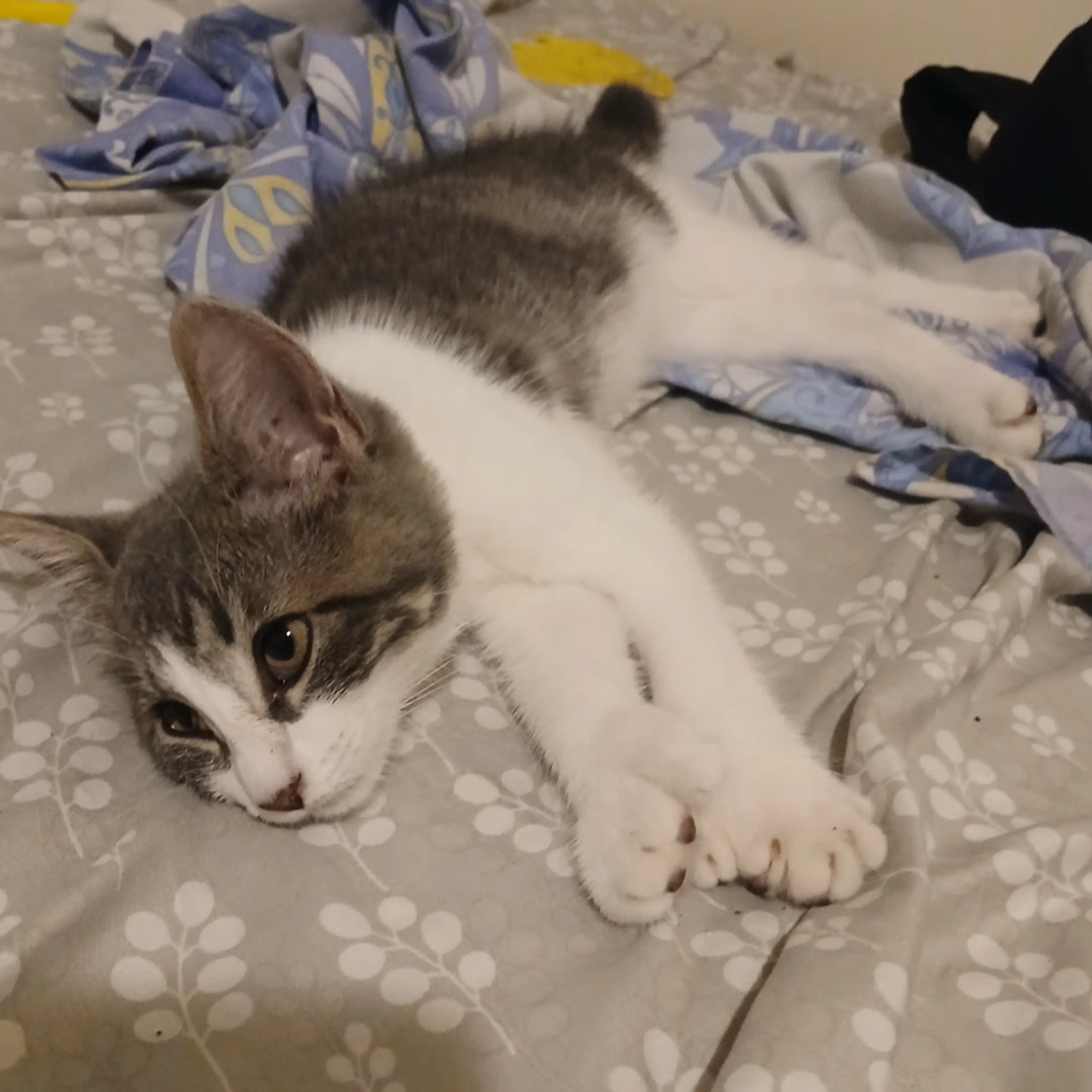 Lost pet-2