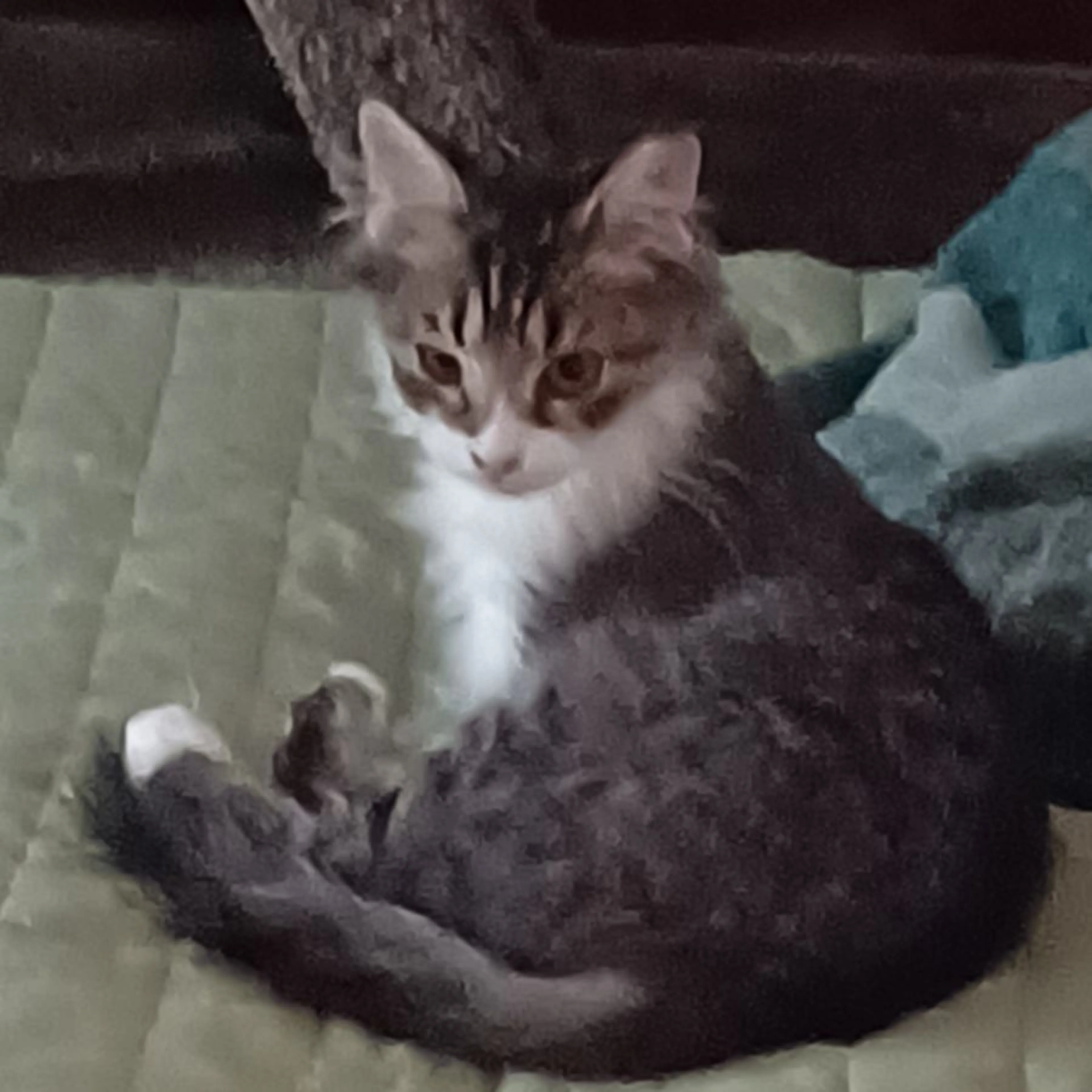 Lost pet
