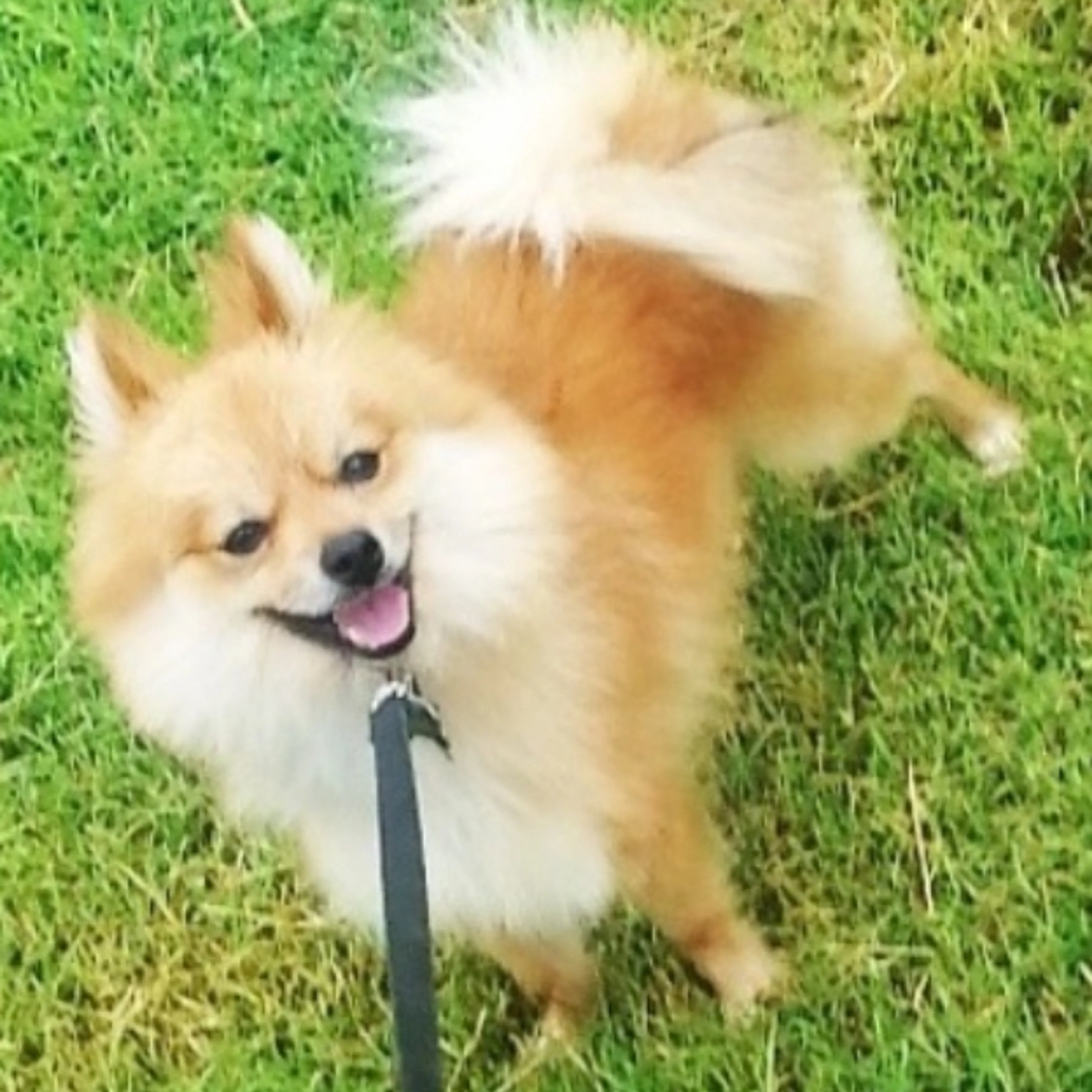 Lost pet-1