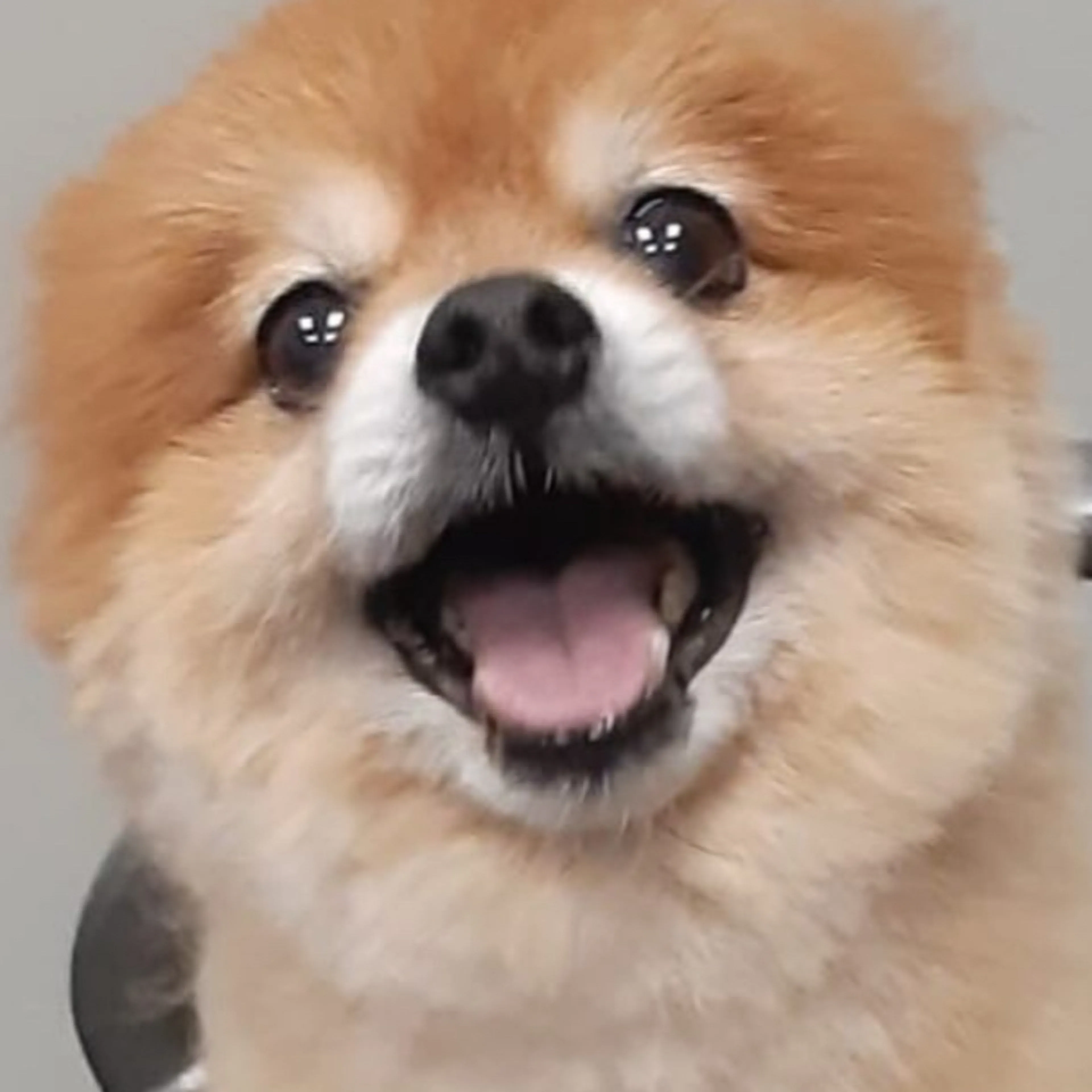 Lost pet-2