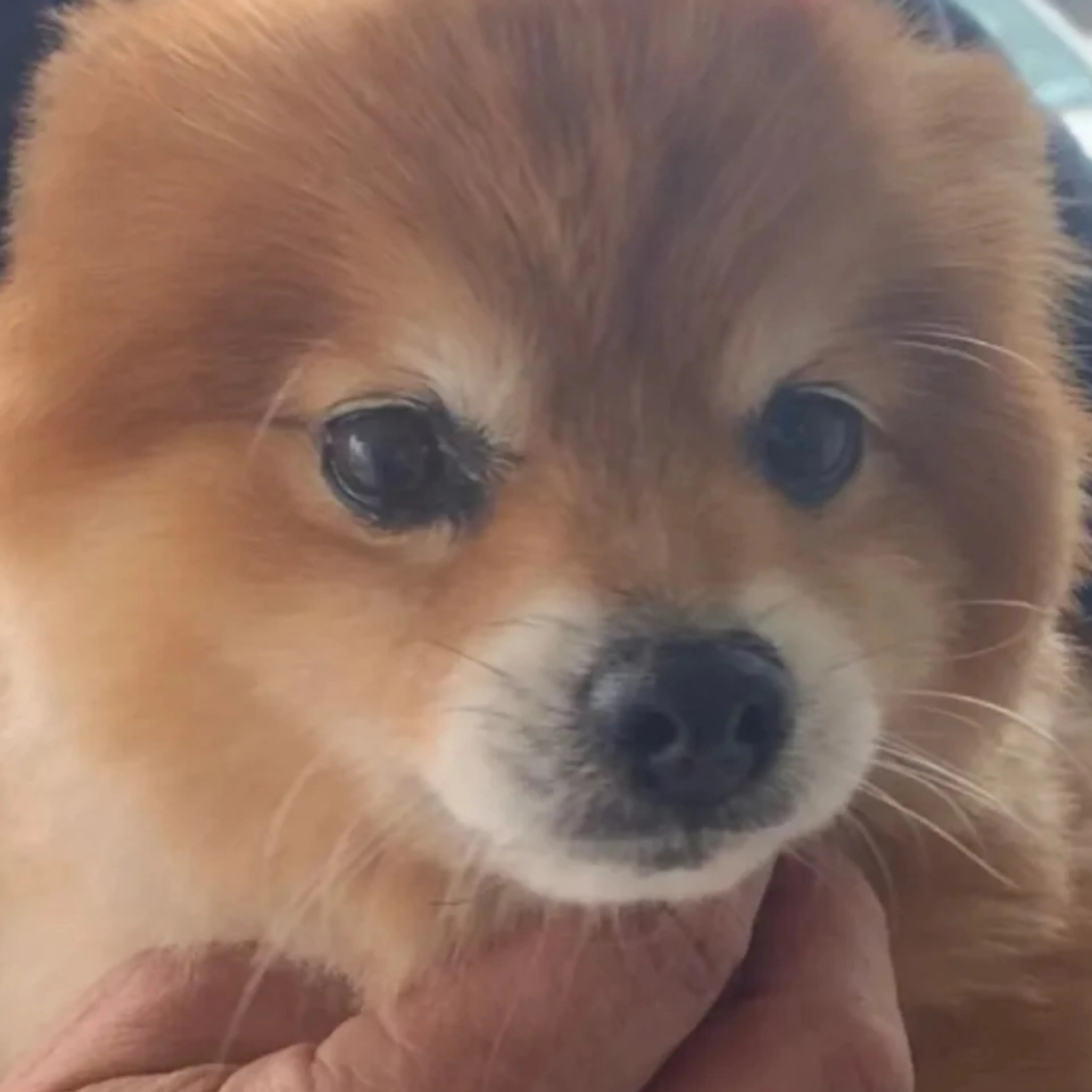 Lost pet-3