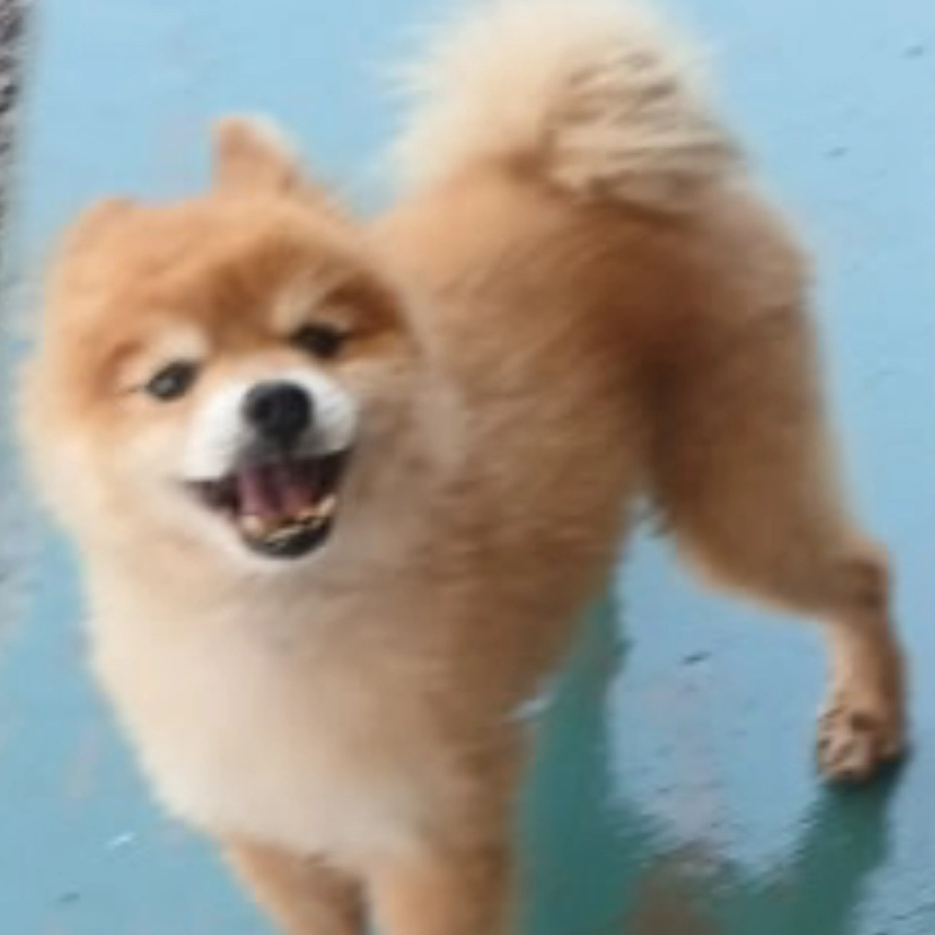 Lost pet-0