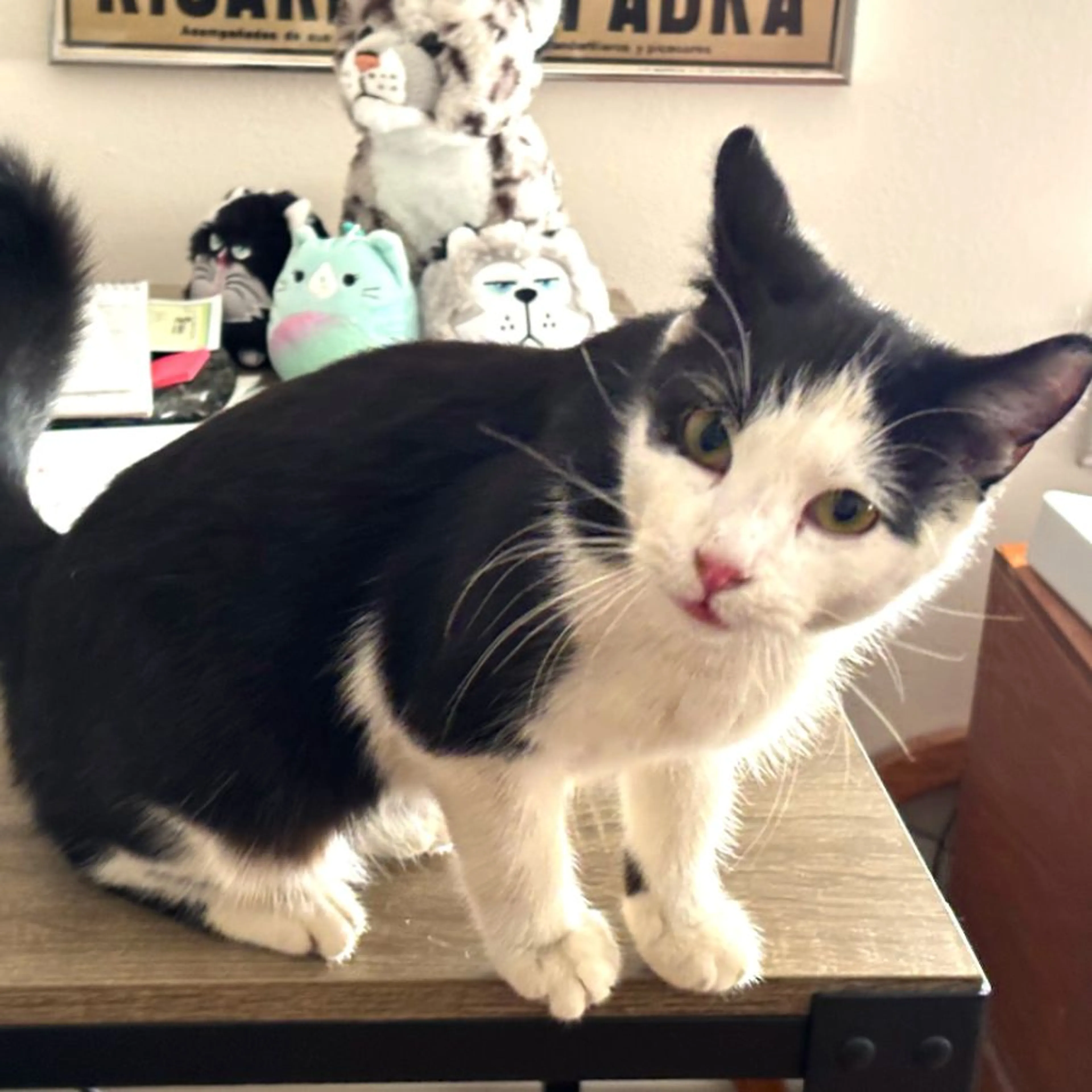 Lost pet