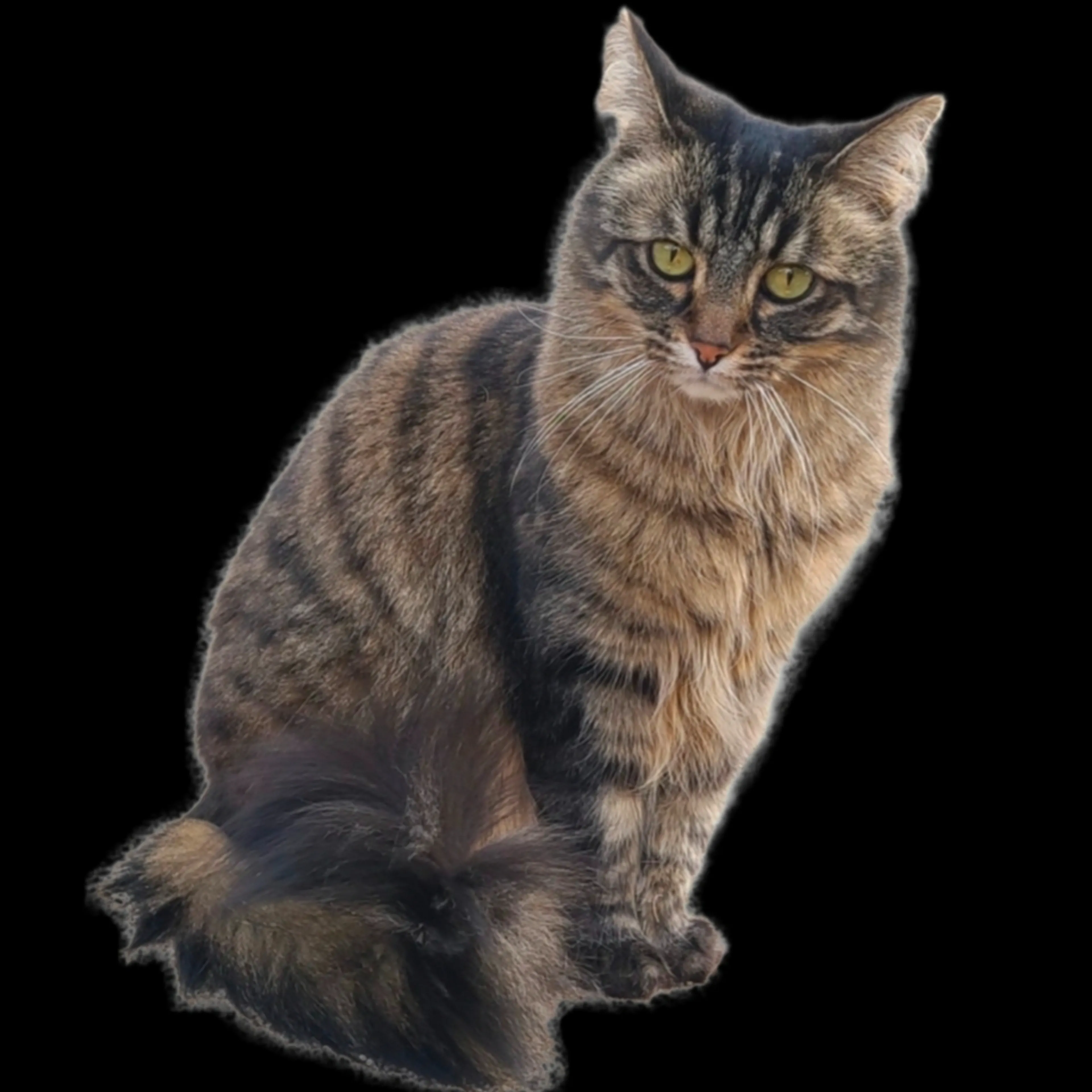 Lost pet-0