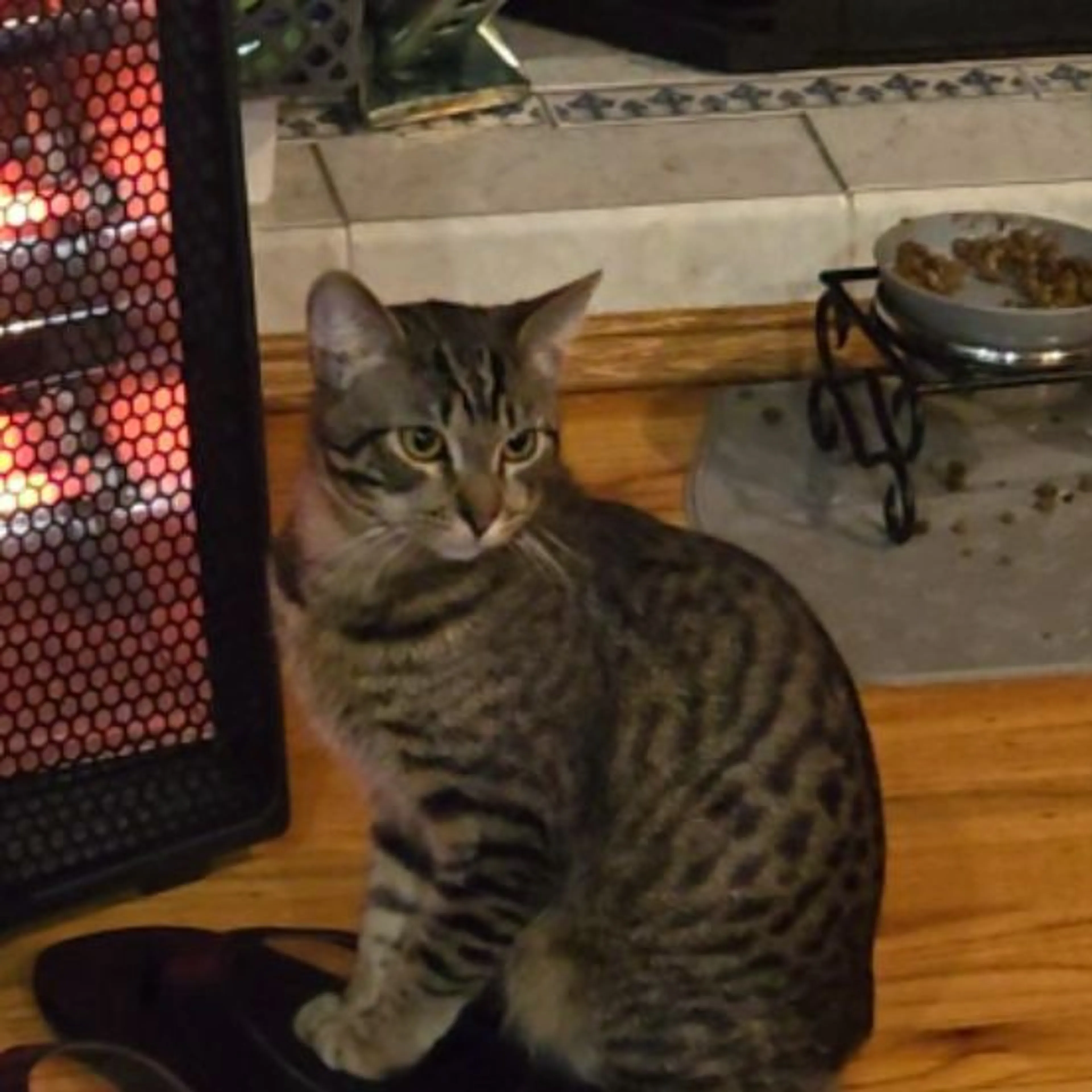 Lost pet