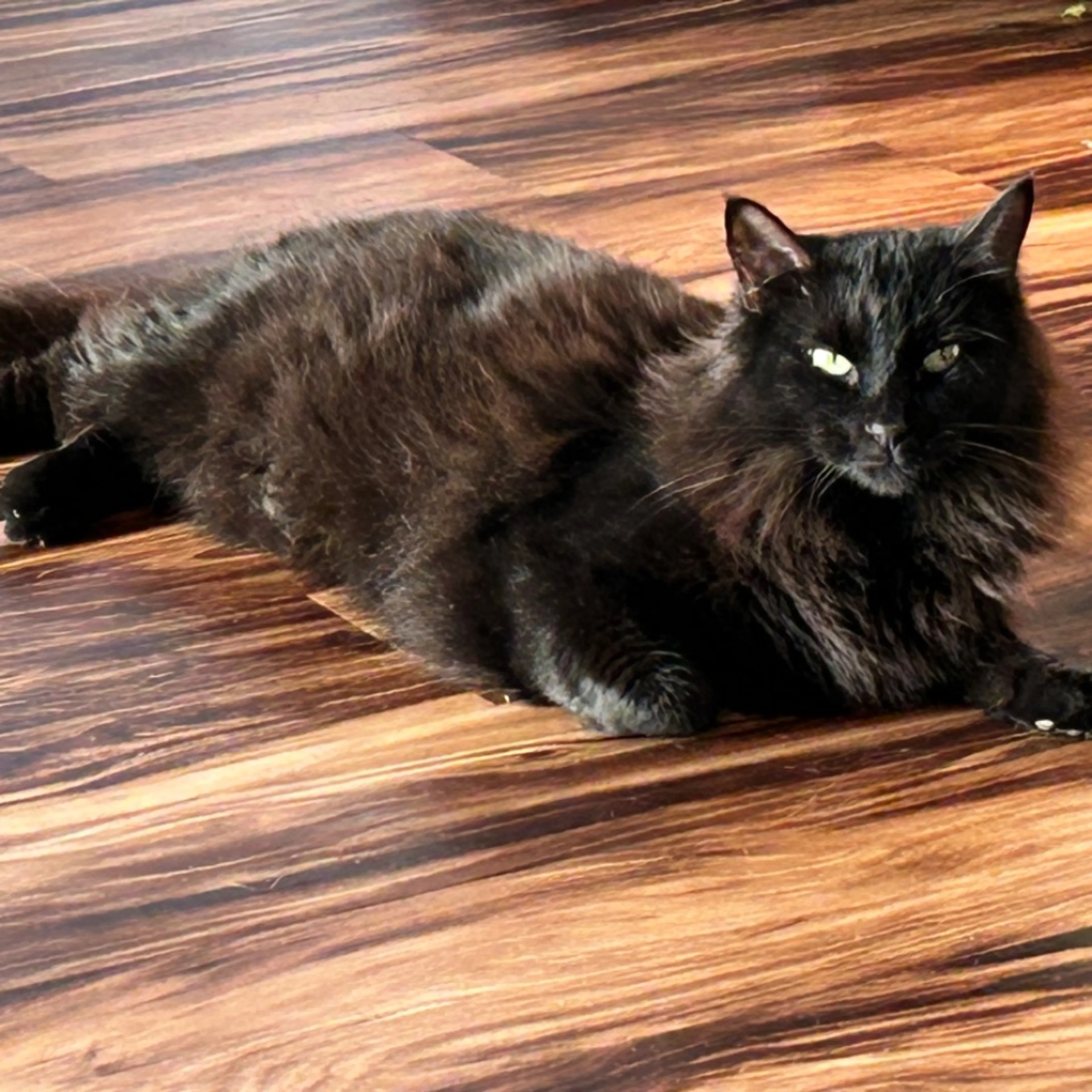 Lost pet-0