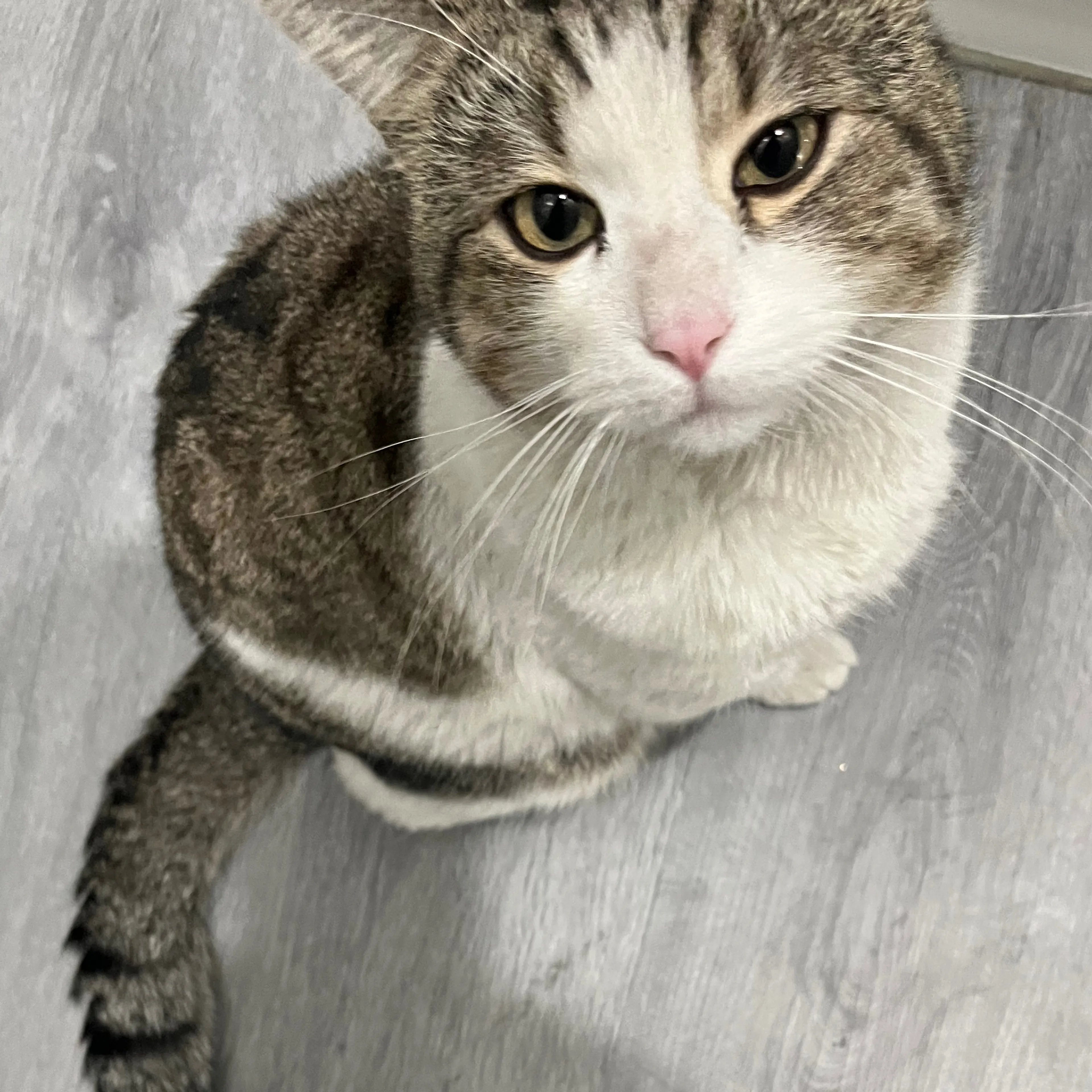 Lost pet-2