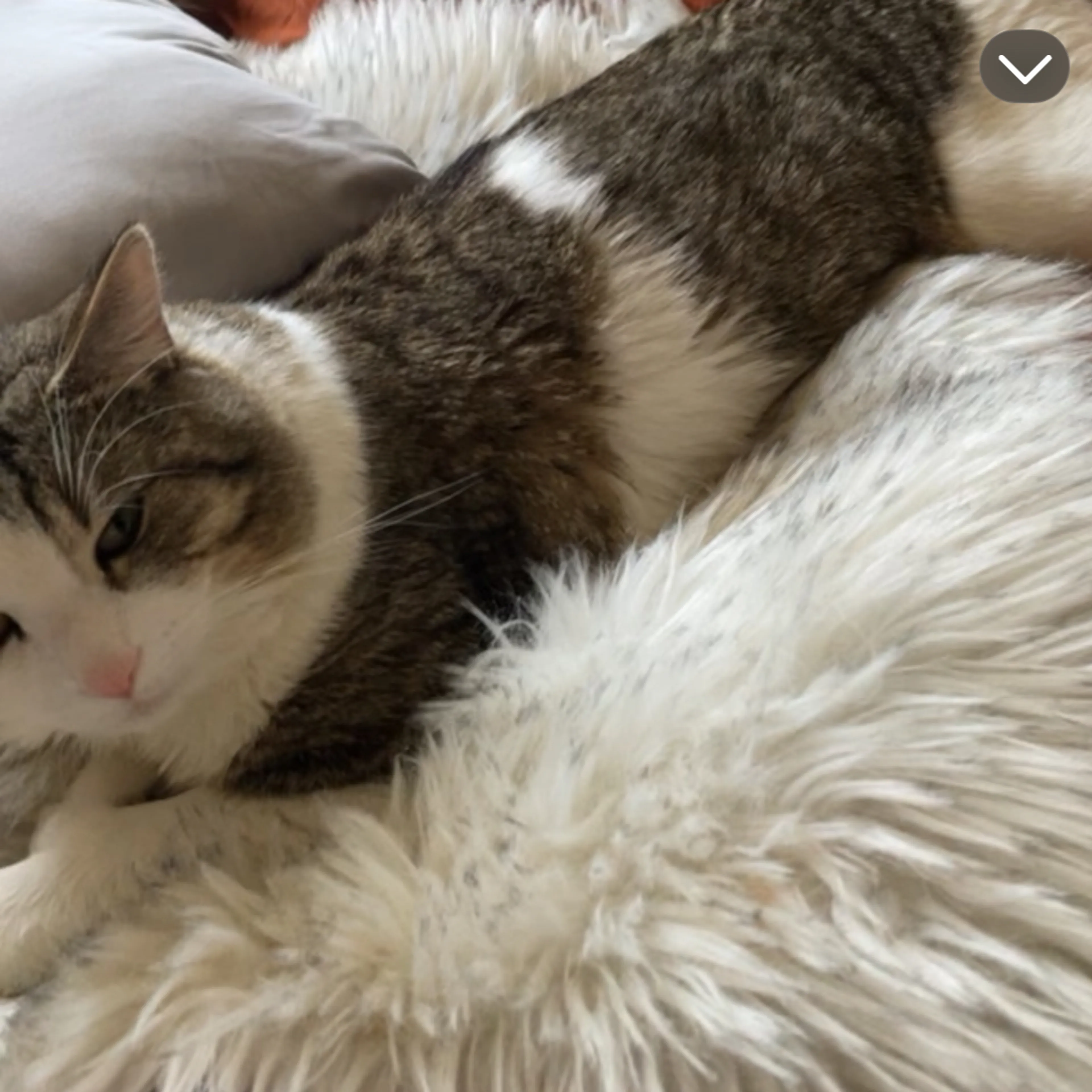 Lost pet-1