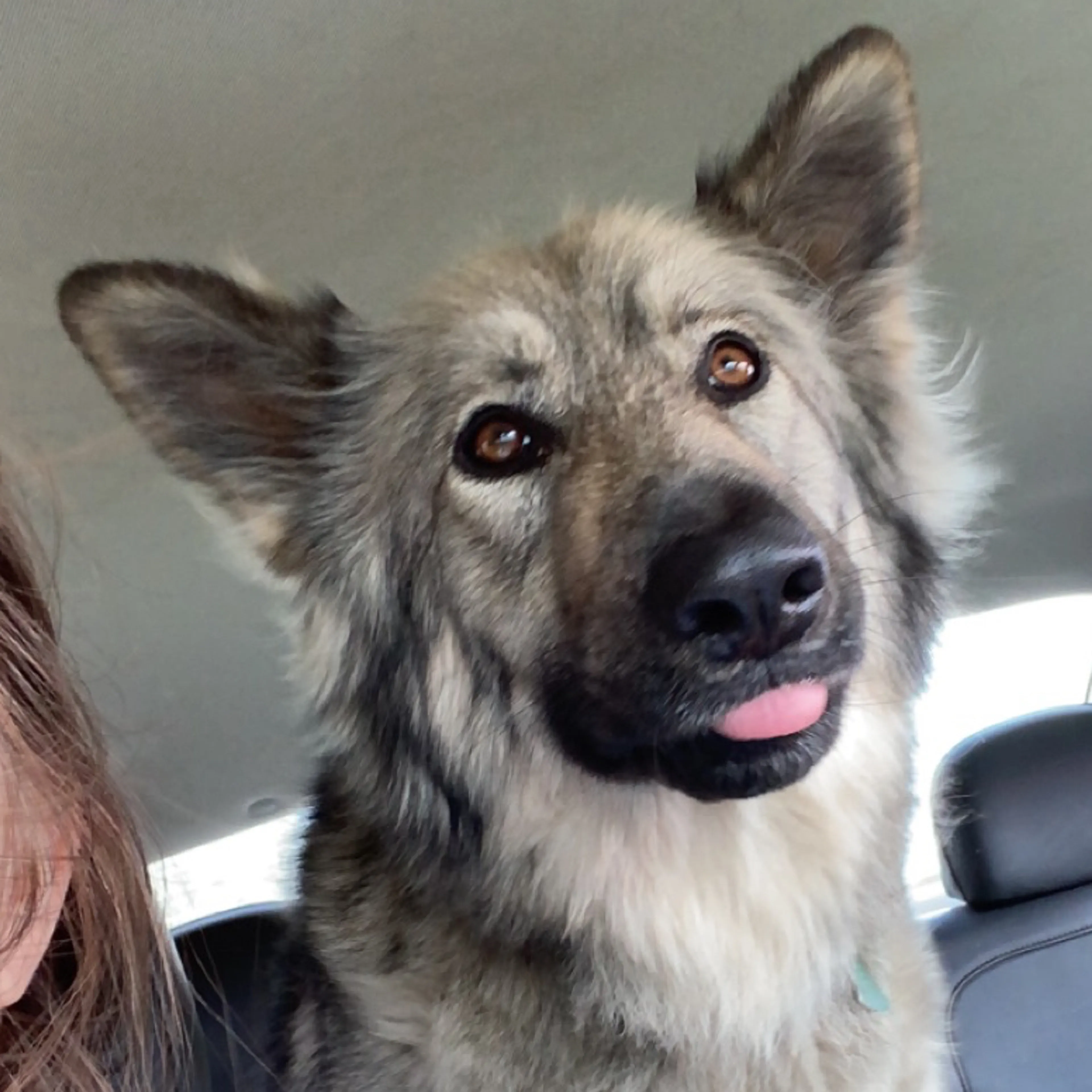 Lost pet-2