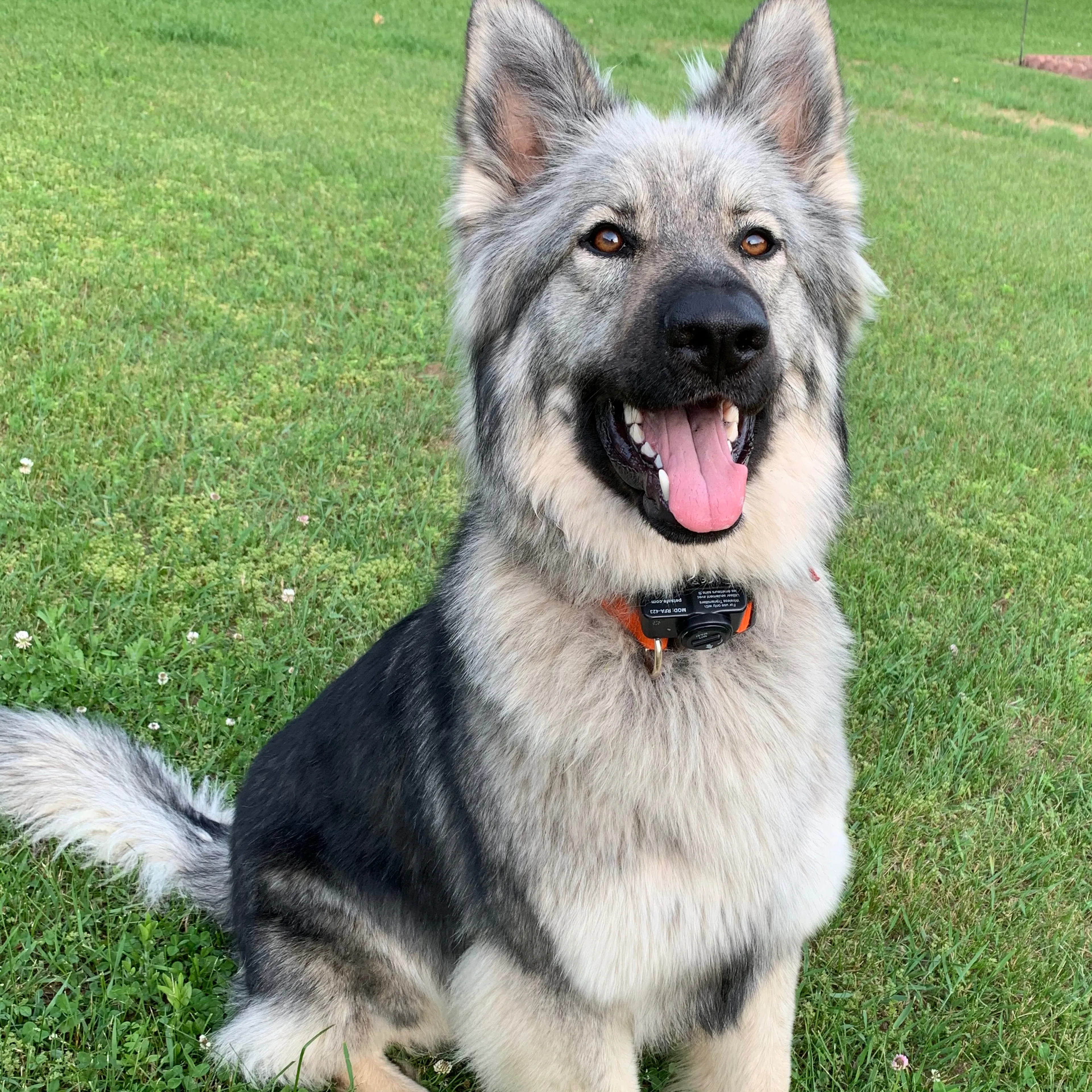 Lost pet-1