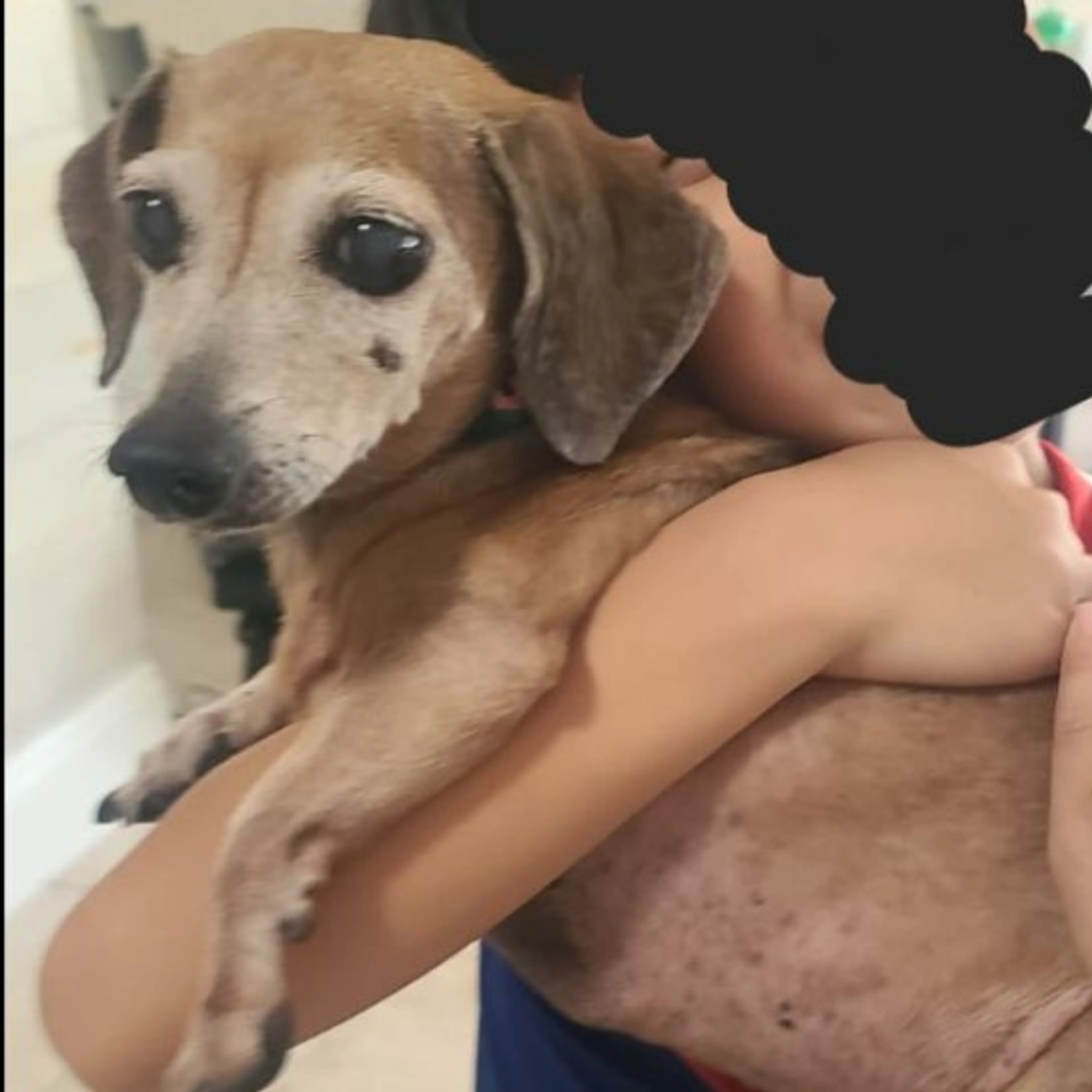 Lost pet