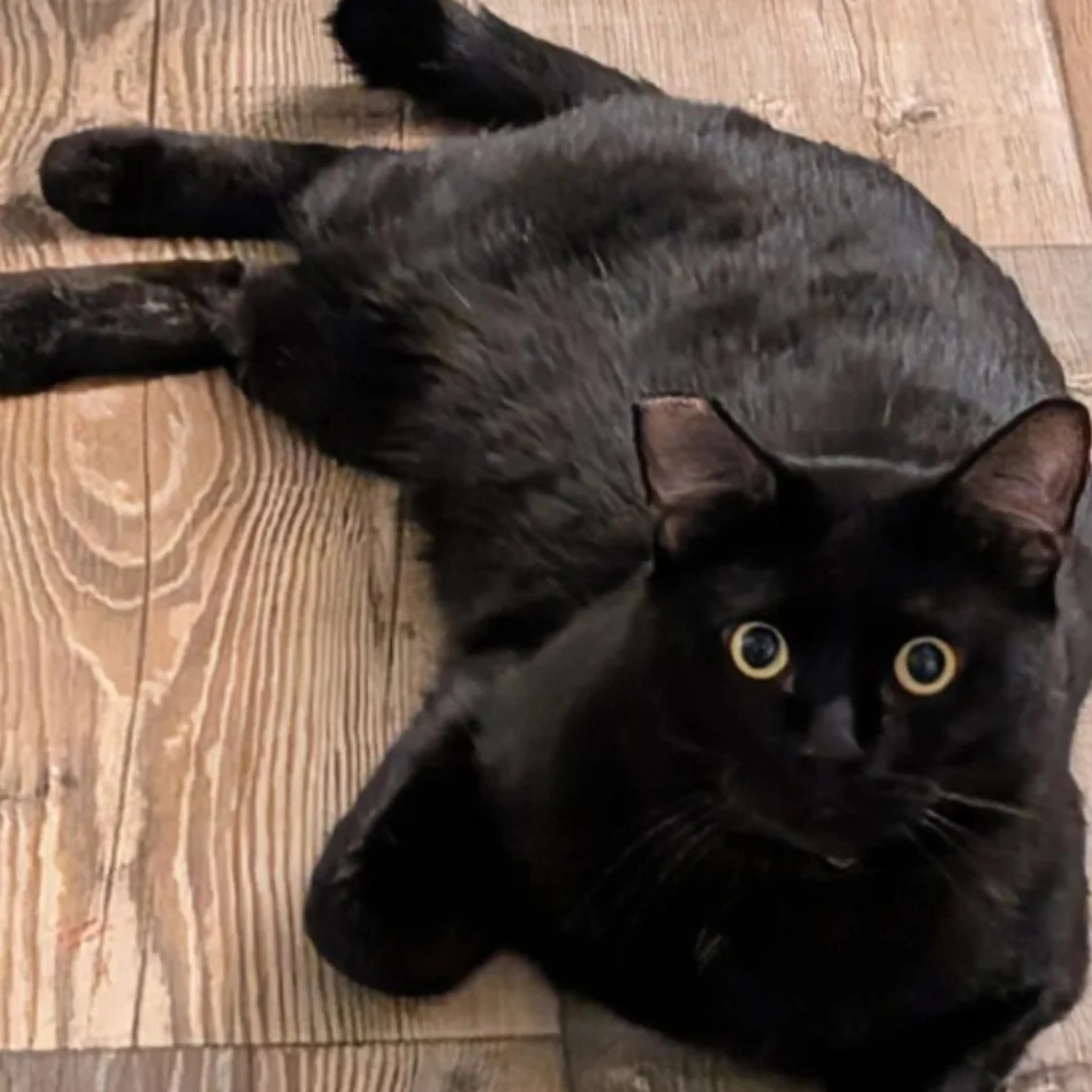 Lost pet-1