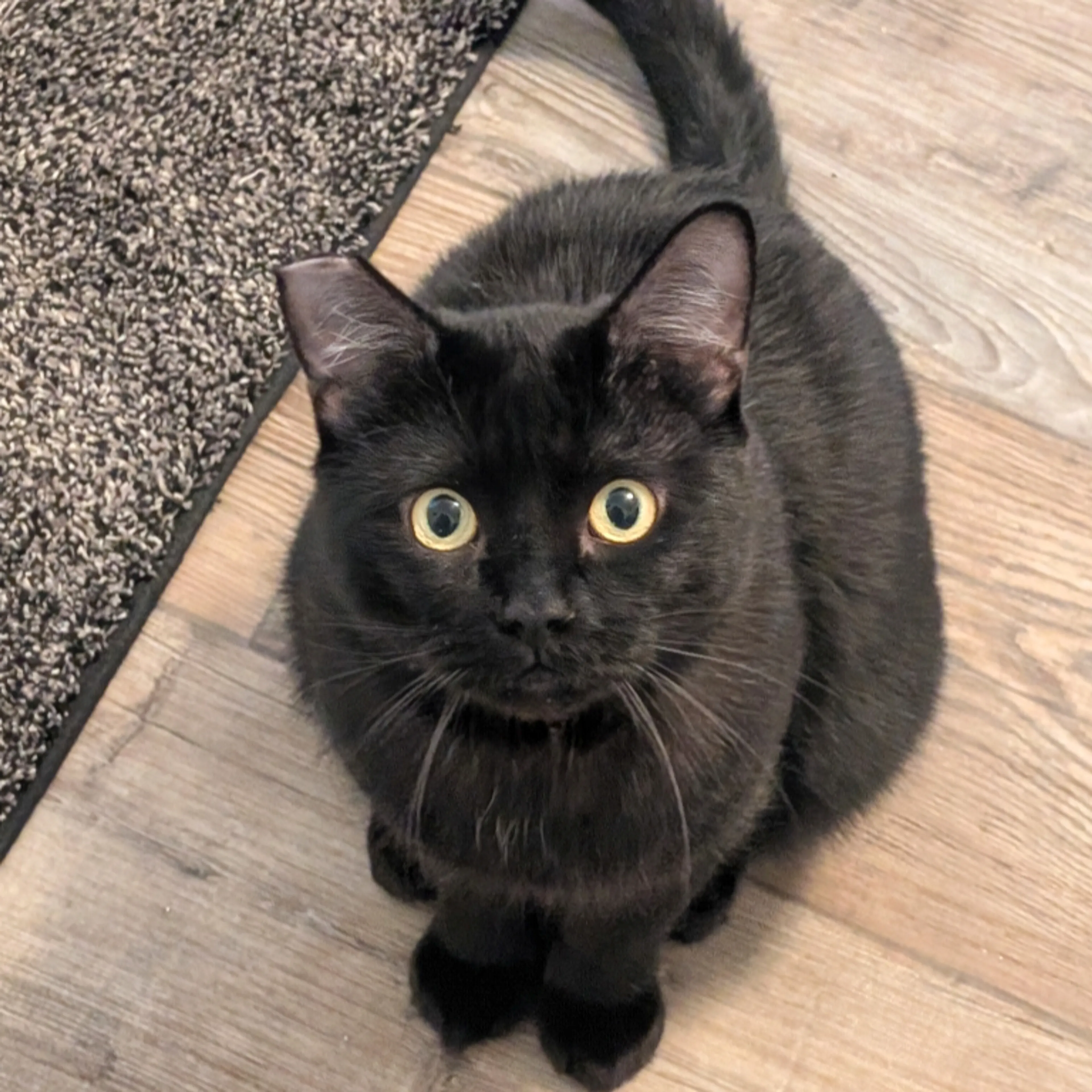 Lost pet-0