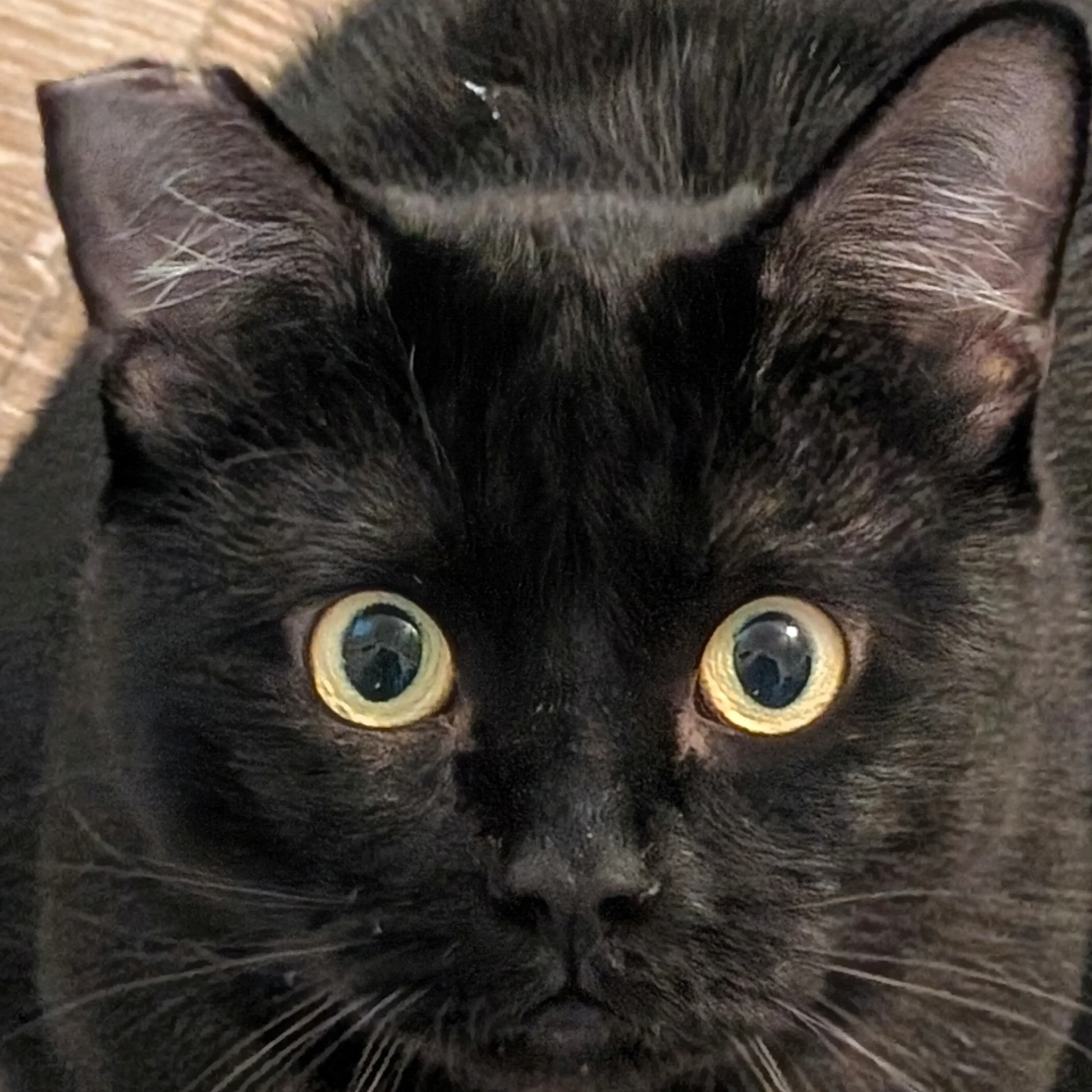 Lost pet-3