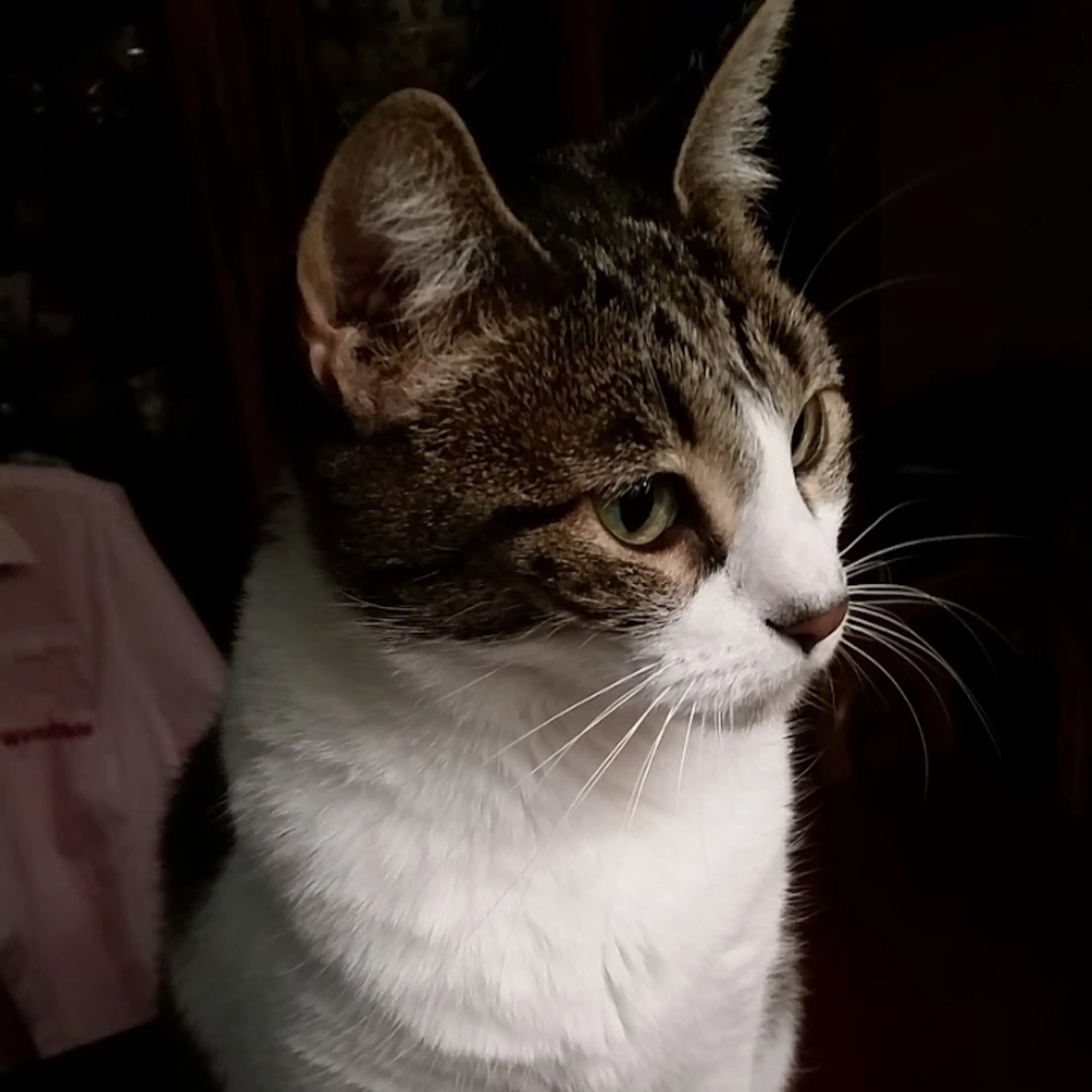 Lost pet-2