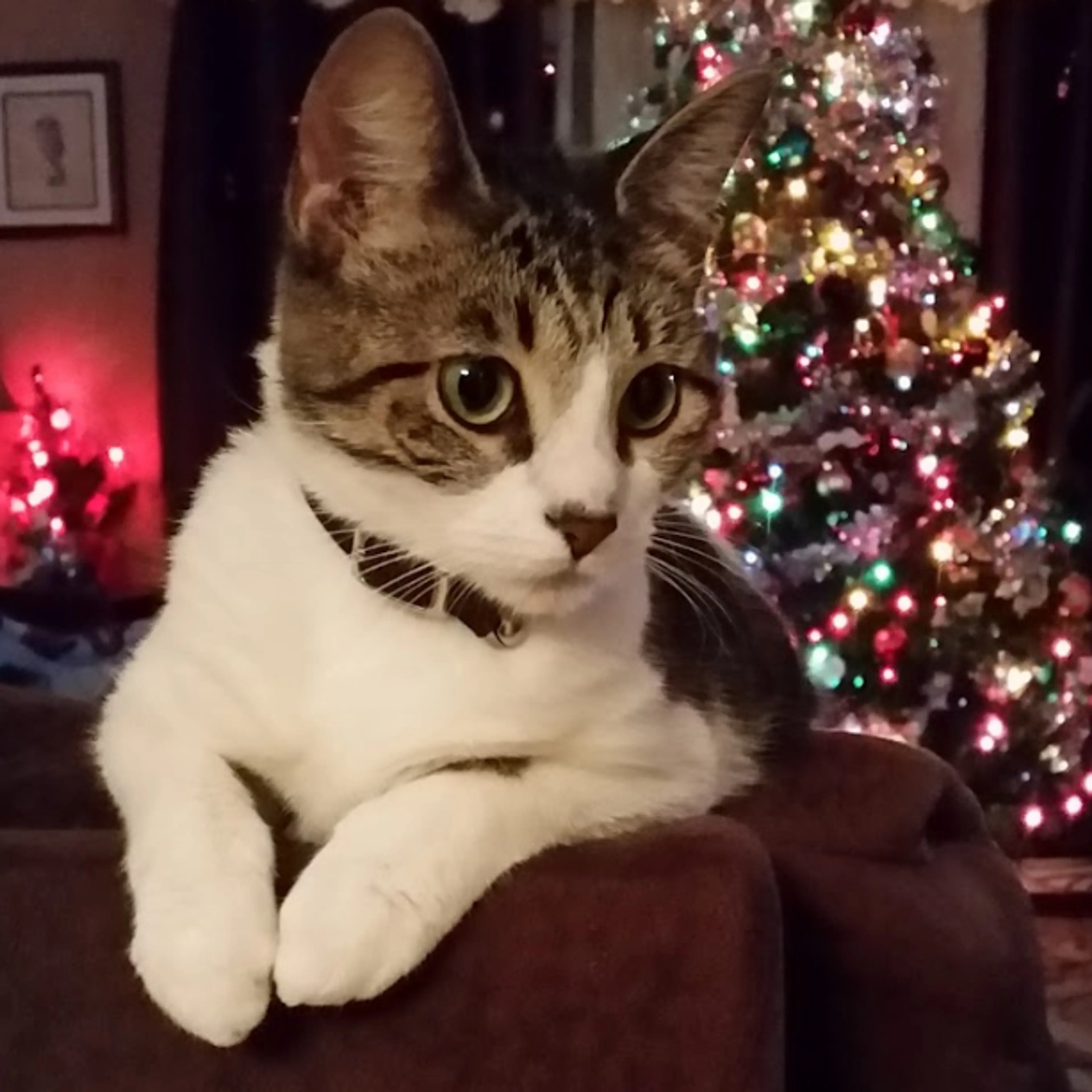 Lost pet-3