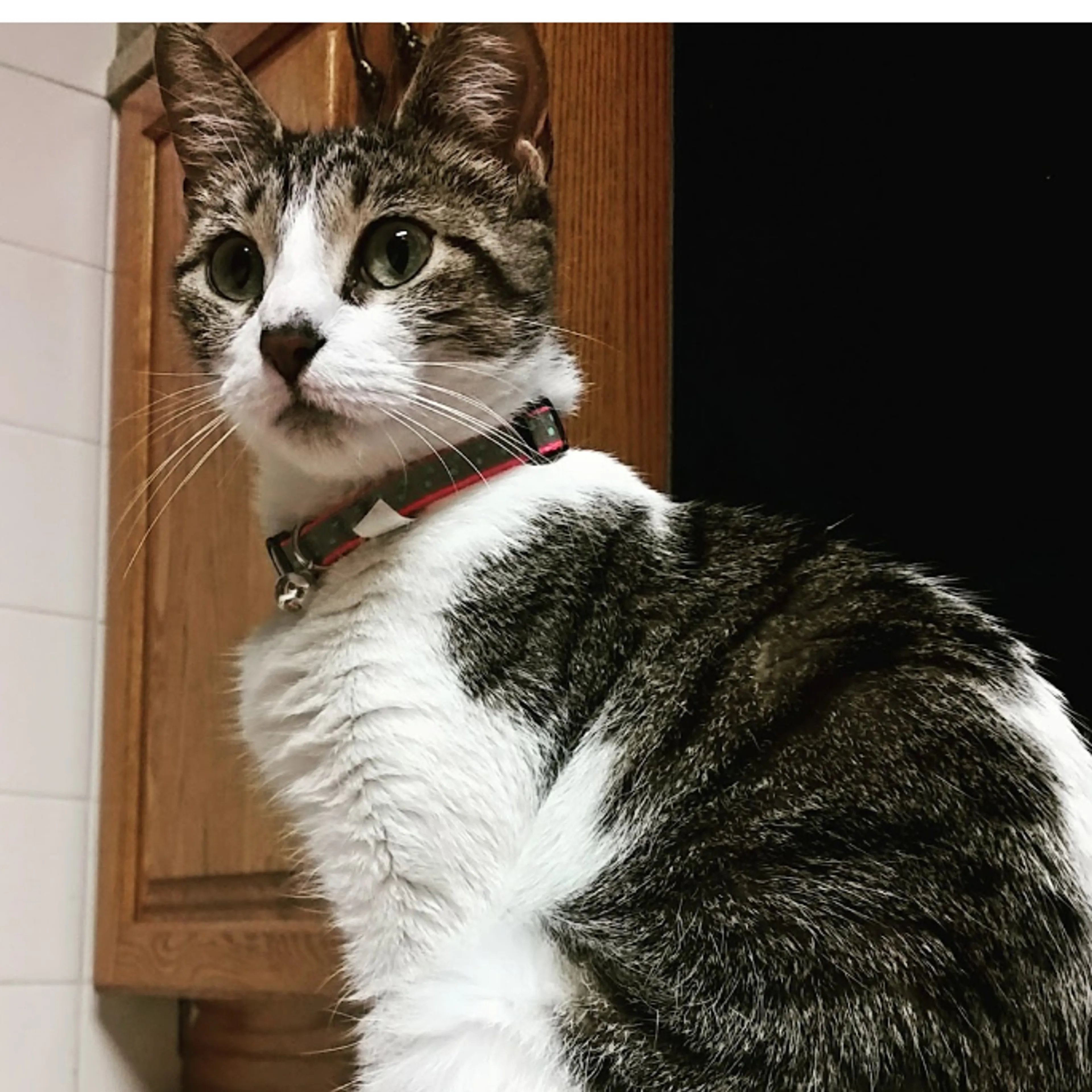 Lost pet-0