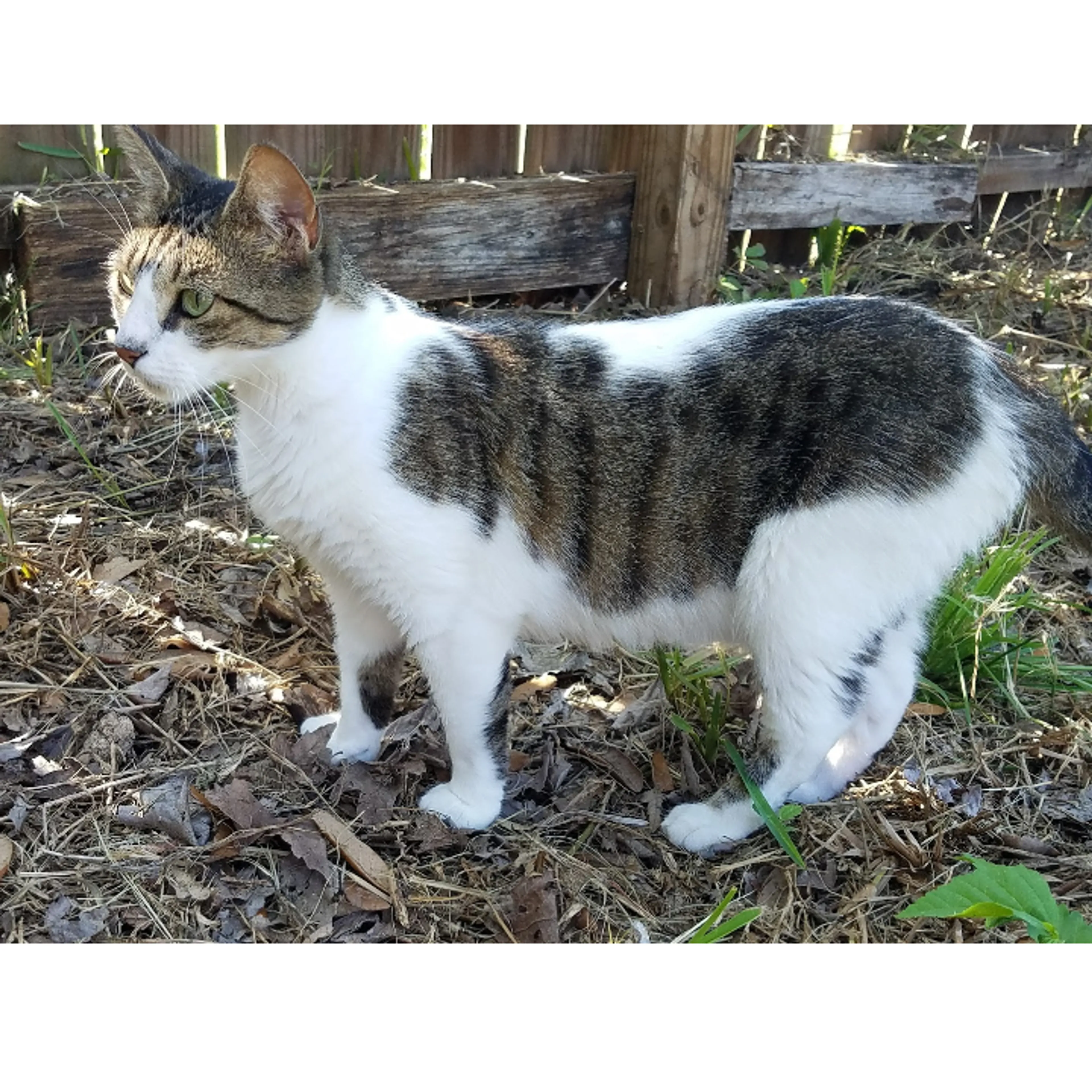 Lost pet-1