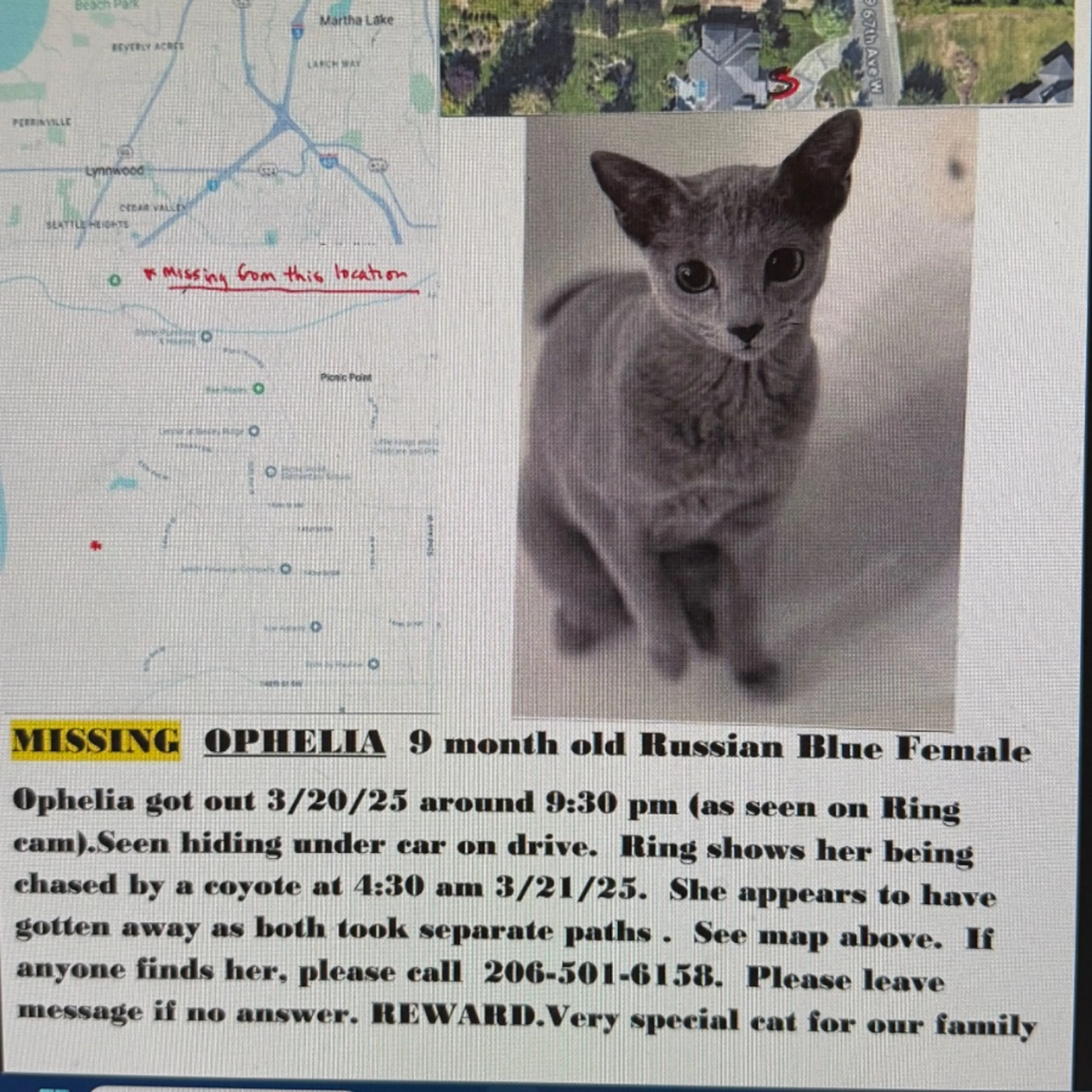 Lost pet
