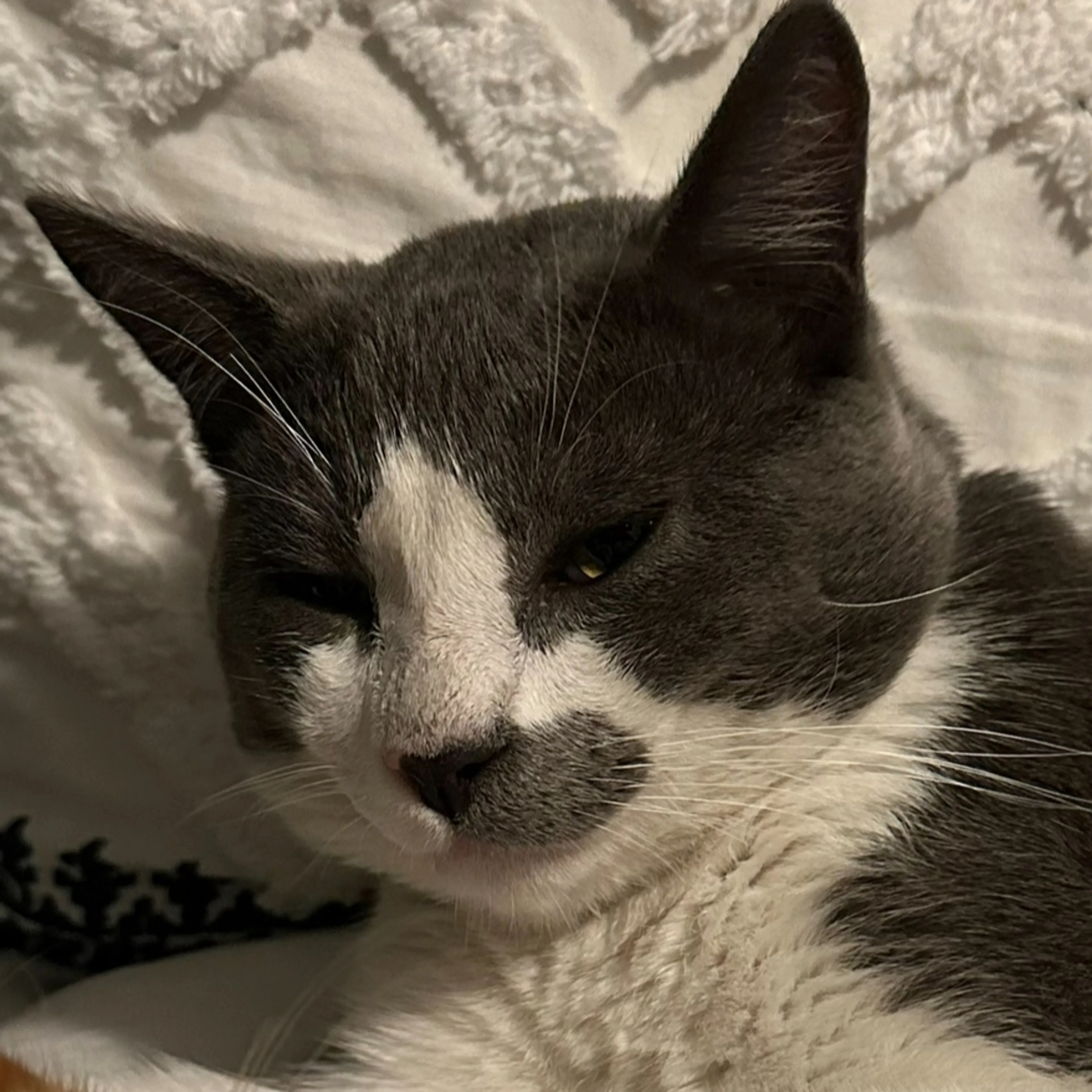 Lost pet-3