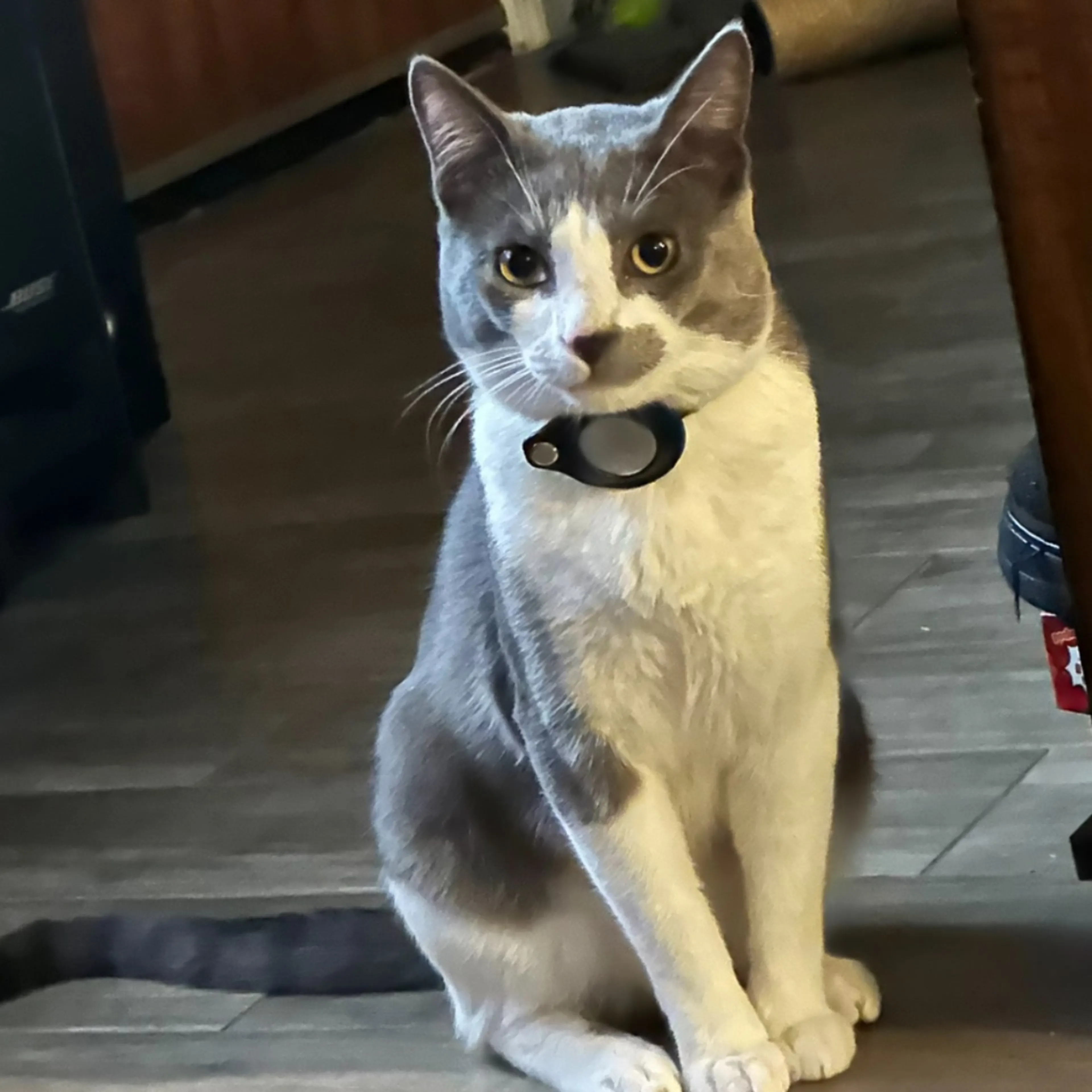 Lost pet-0