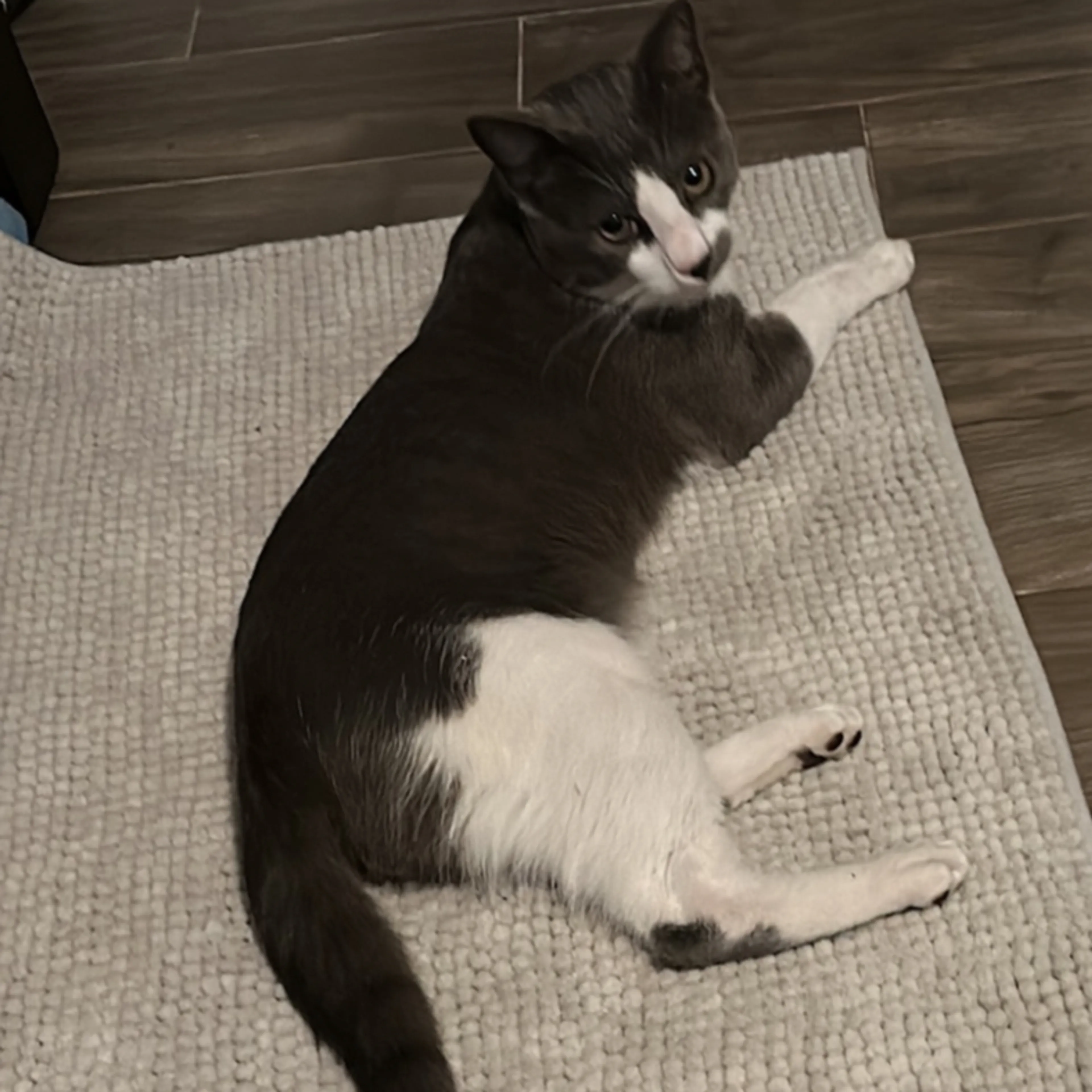 Lost pet-1