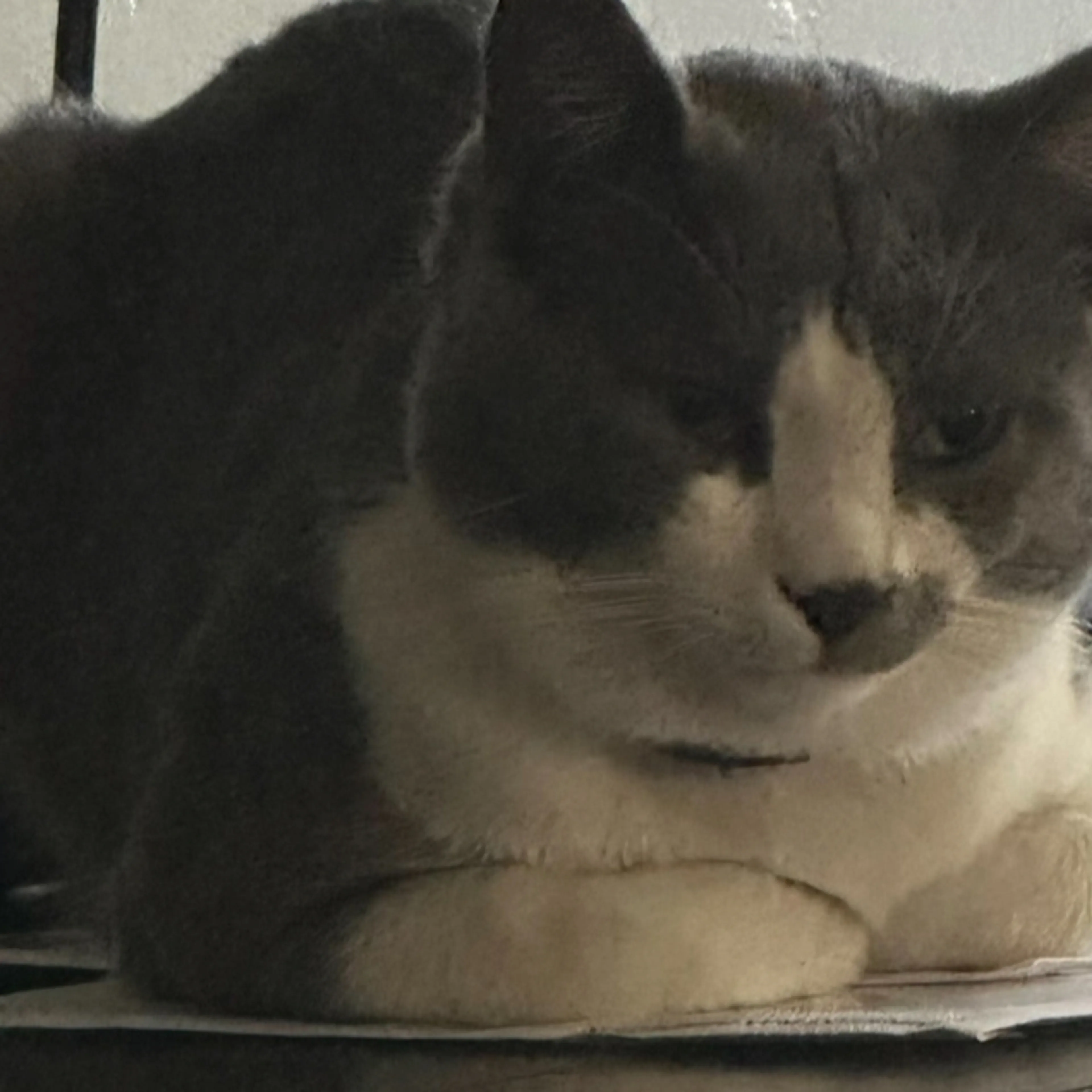 Lost pet-2